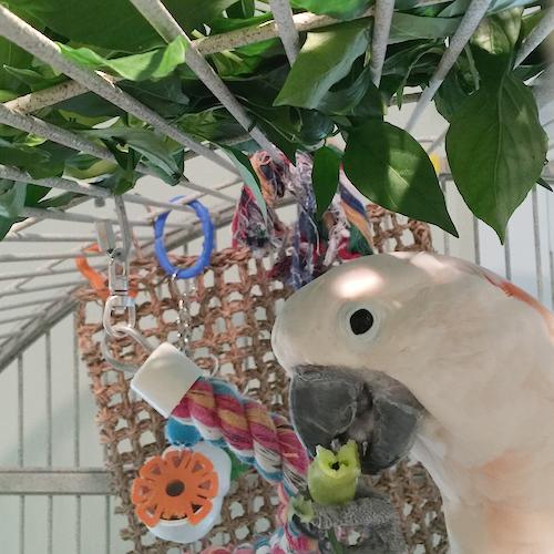 Jasmine, Adoptable, Adult Male Cockatoo.