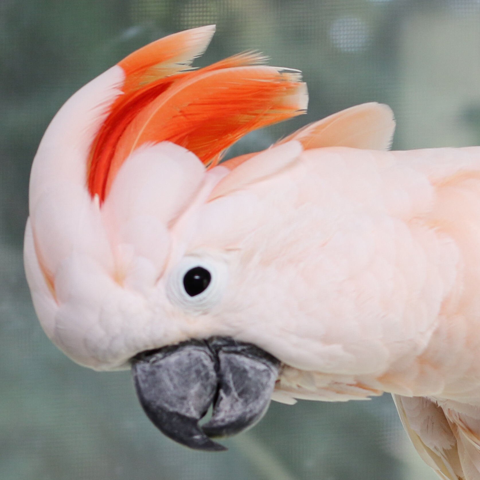 Enlarge Jasmine, a Adoptable Cockatoo in Alexander, NC image 3/5