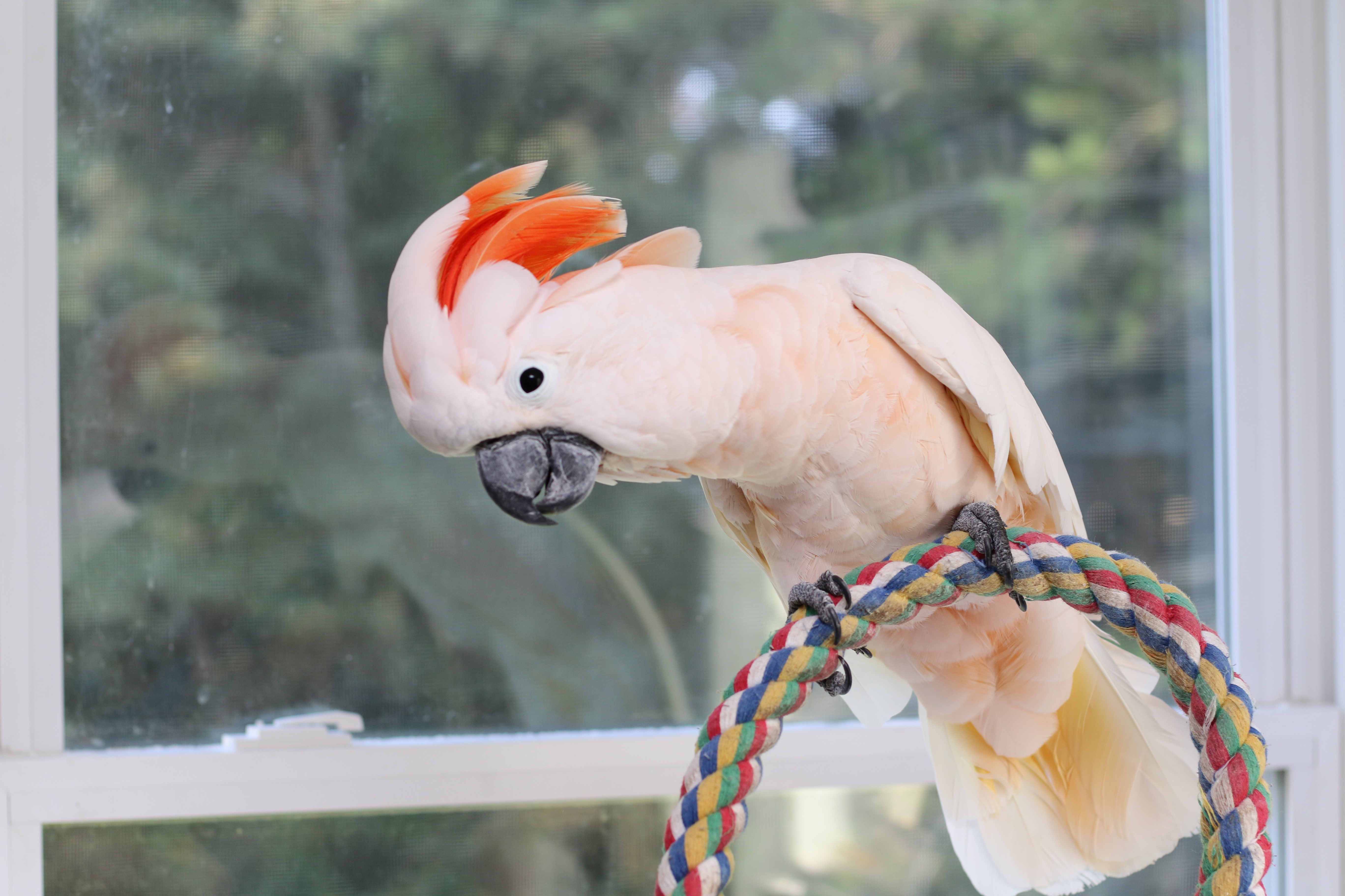 Enlarge Jasmine, a Adoptable Cockatoo in Alexander, NC image 4/5