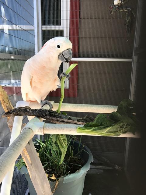 Enlarge Jasmine, a Adoptable Cockatoo in Alexander, NC image 5/5