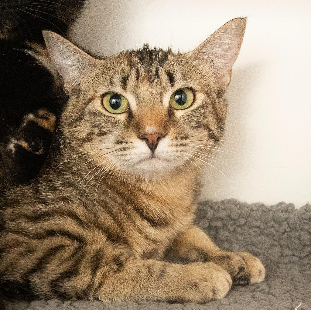 Enlarge Pippin (and Sadie), a Adoptable mixed breed in Shoreline, WA image 1/1
