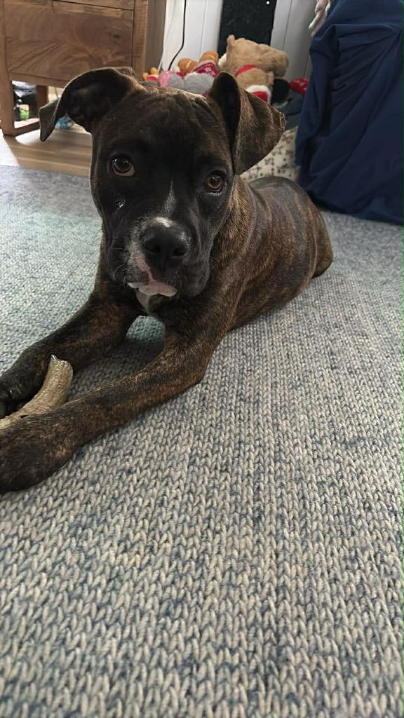 Mabel, Adoptable, Puppy Female Boxer.
