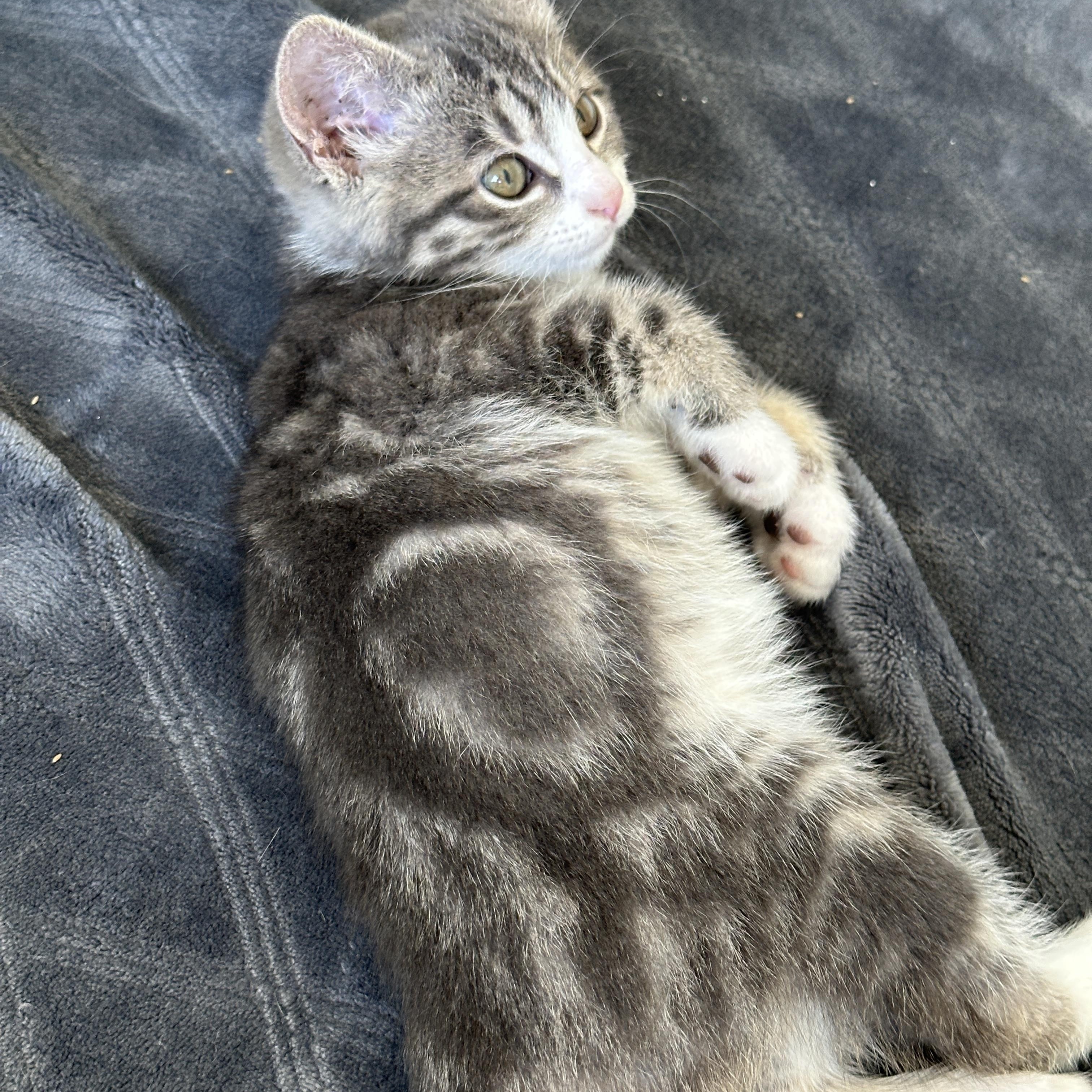 Enlarge Pretty Pretty Princess, an adopted Tabby in Pasco, WA image 2/6
