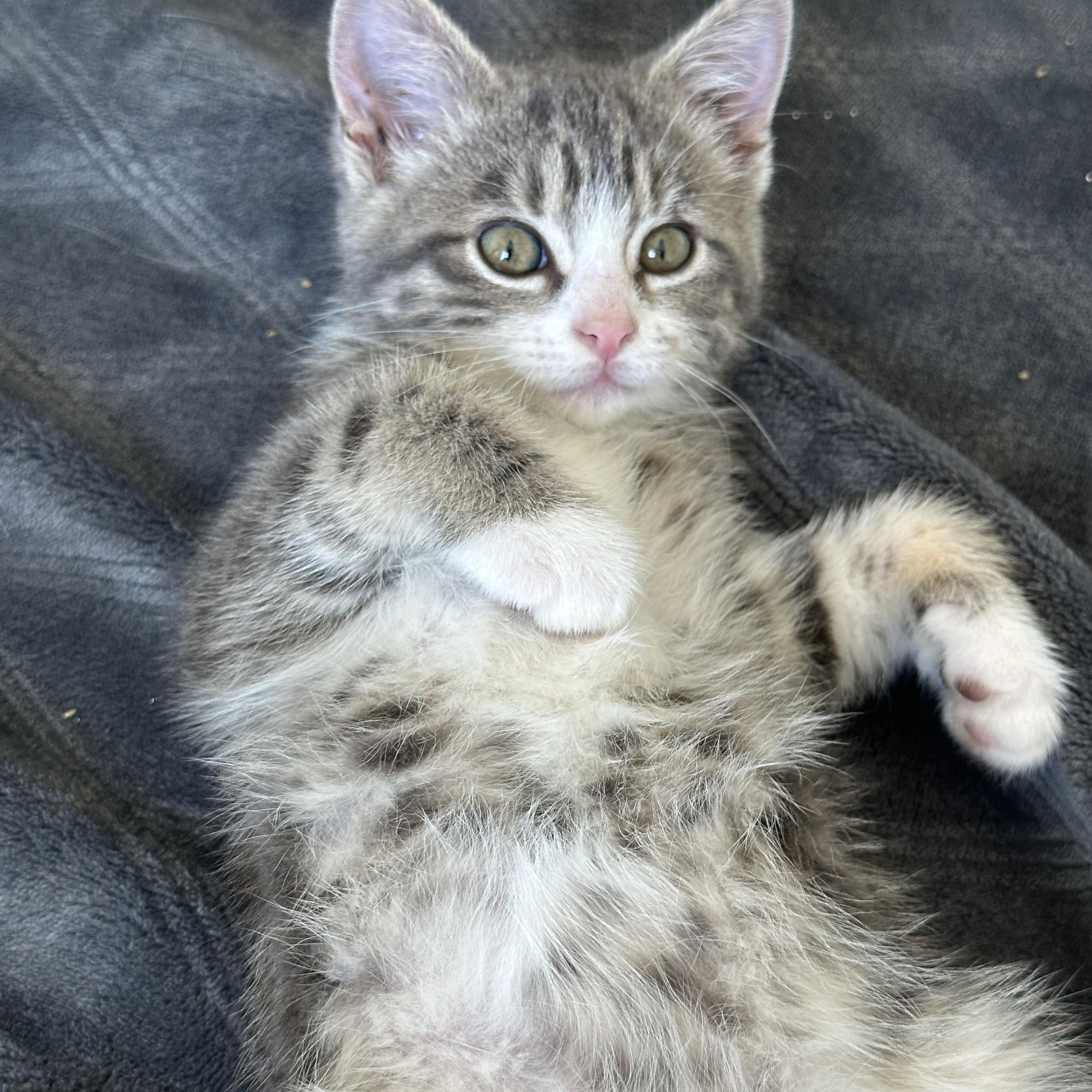 Enlarge Pretty Pretty Princess, an adopted Tabby in Pasco, WA image 5/6