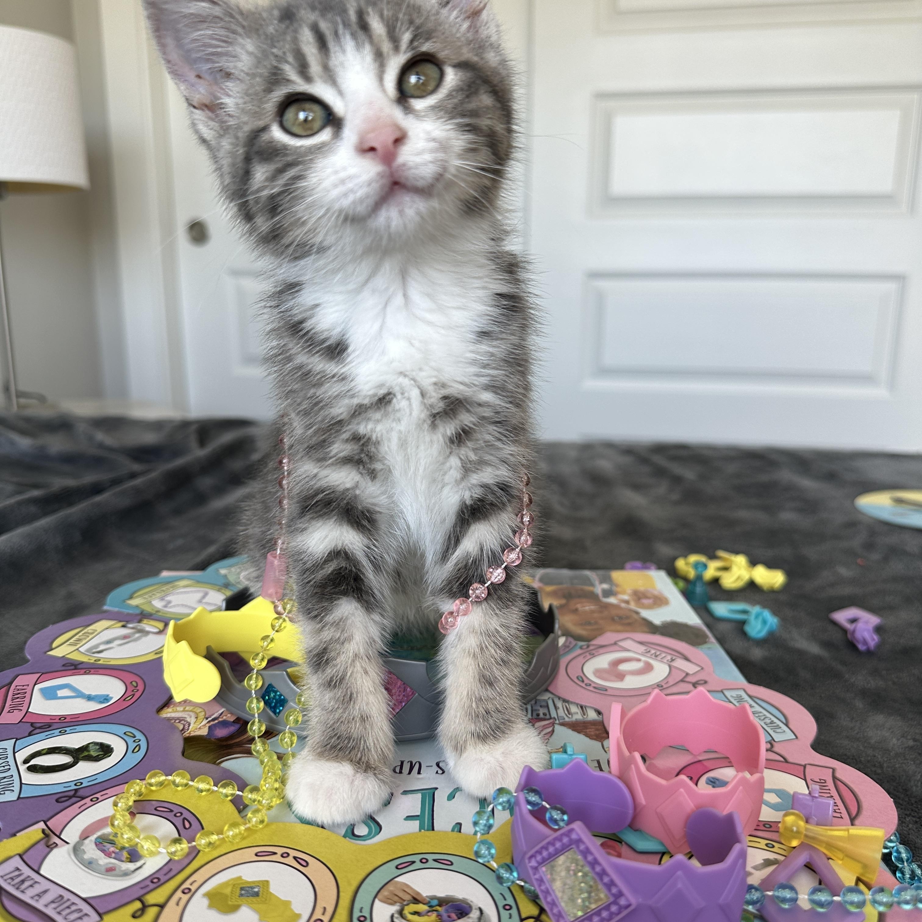 Enlarge Pretty Pretty Princess, an adopted Tabby in Pasco, WA image 3/6