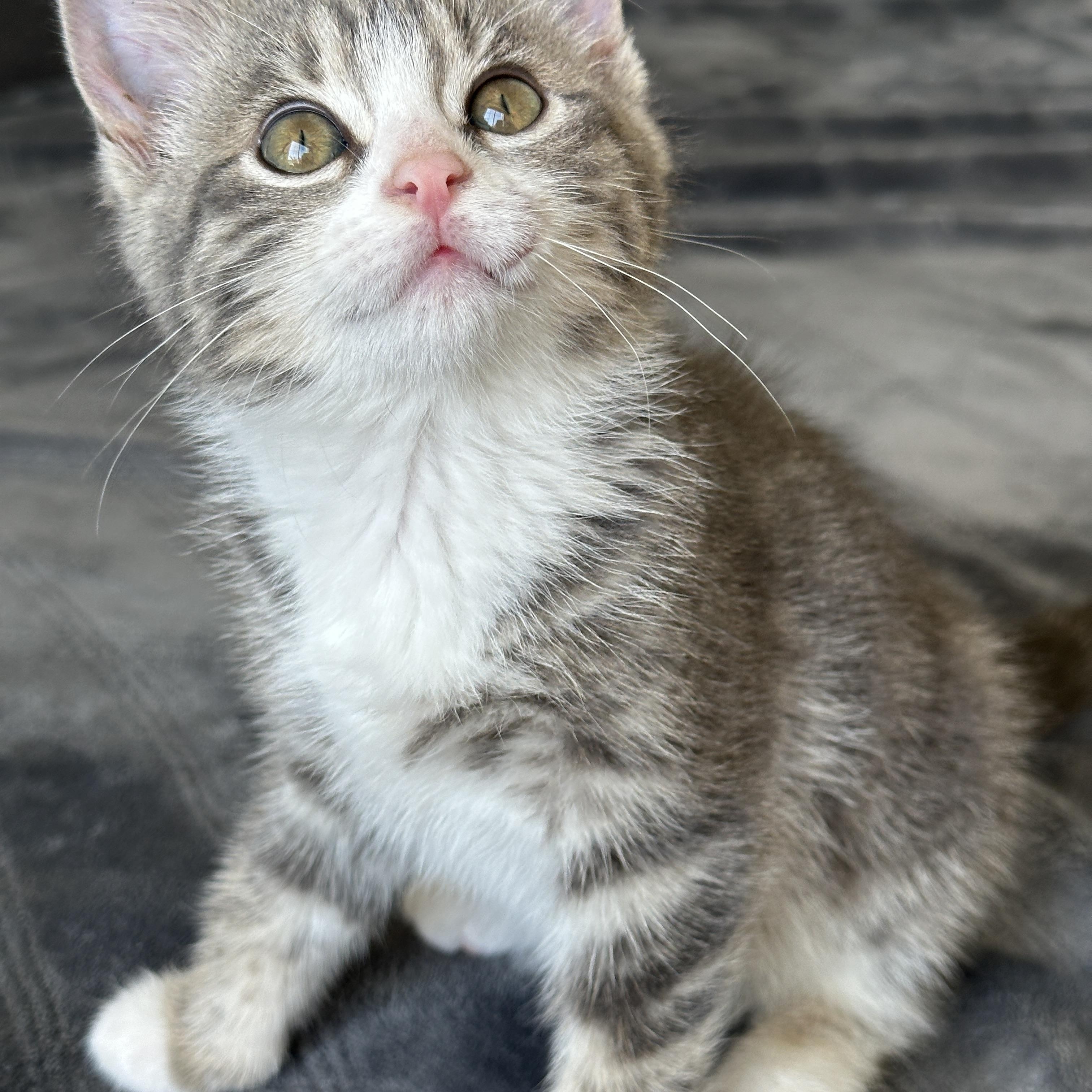 Enlarge Pretty Pretty Princess, an adopted Tabby in Pasco, WA image 4/6