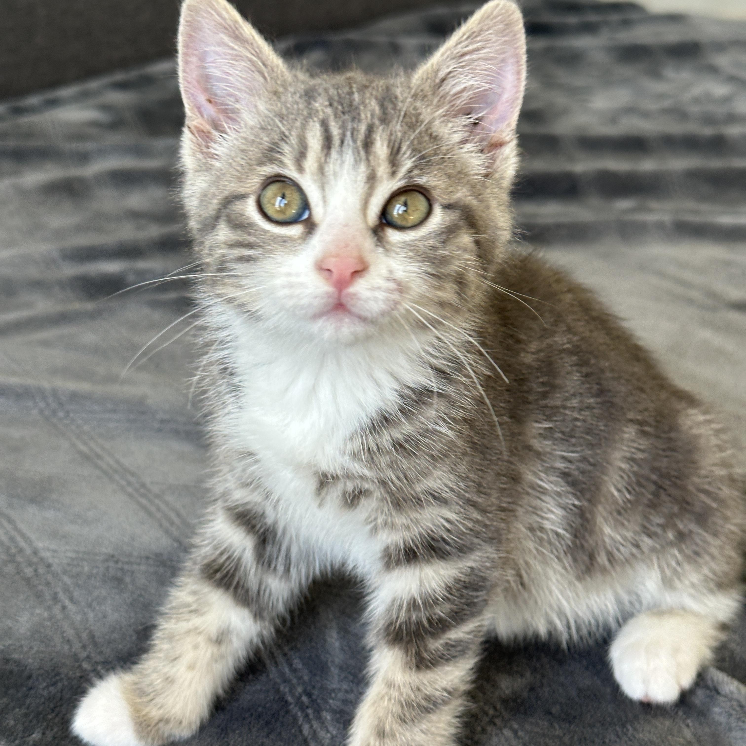 Pretty Pretty Princess, adopted, Kitten Female Tabby.