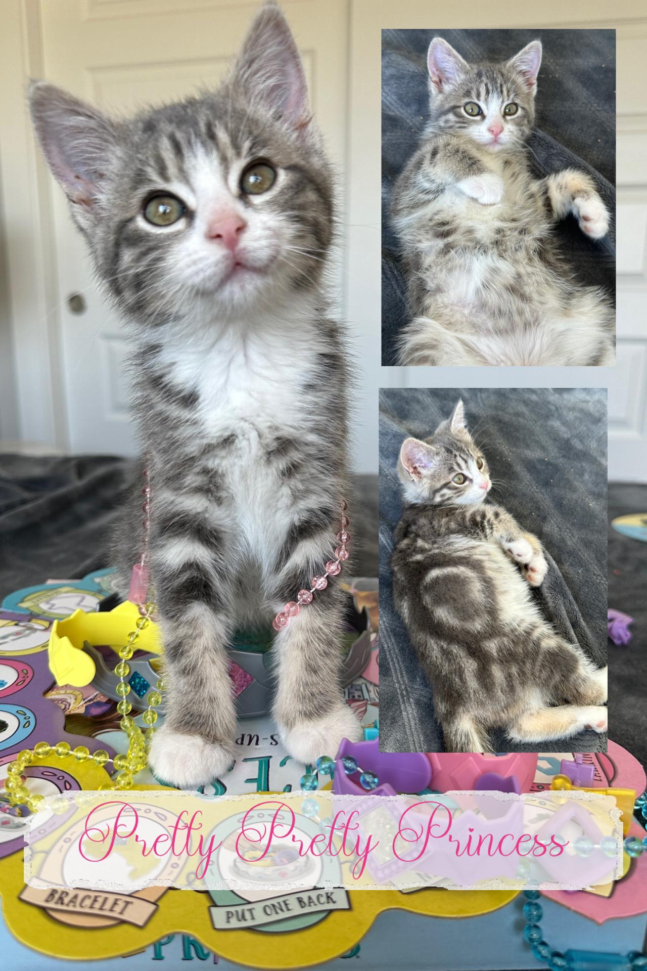 Enlarge Pretty Pretty Princess, an adopted Tabby in Pasco, WA image 6/6