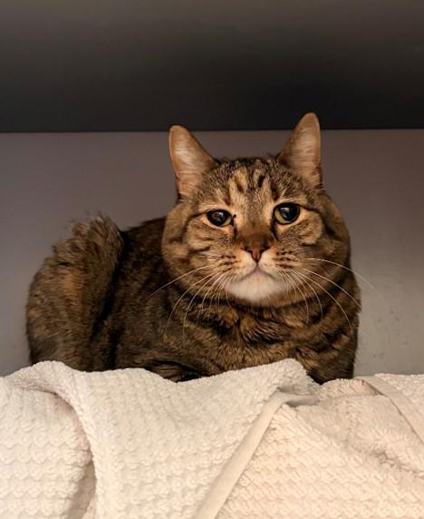 SKYLAR, Adoptable, Senior Female Domestic Short Hair.