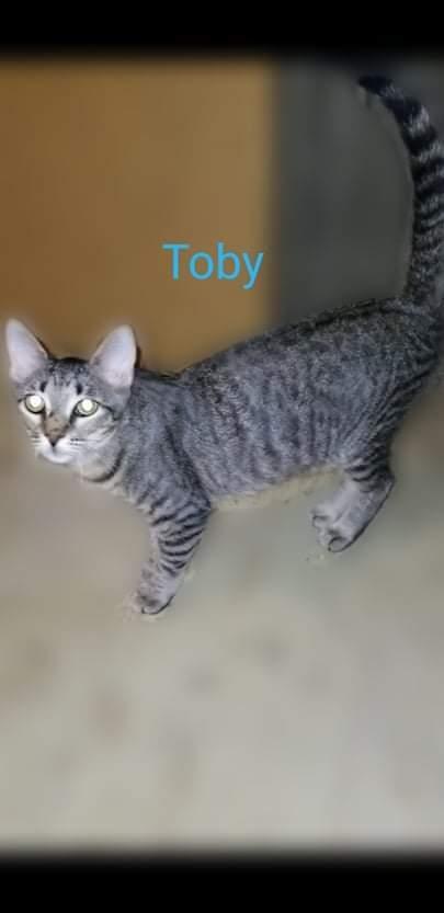 Toby, Adoptable, Young Male Domestic Short Hair.