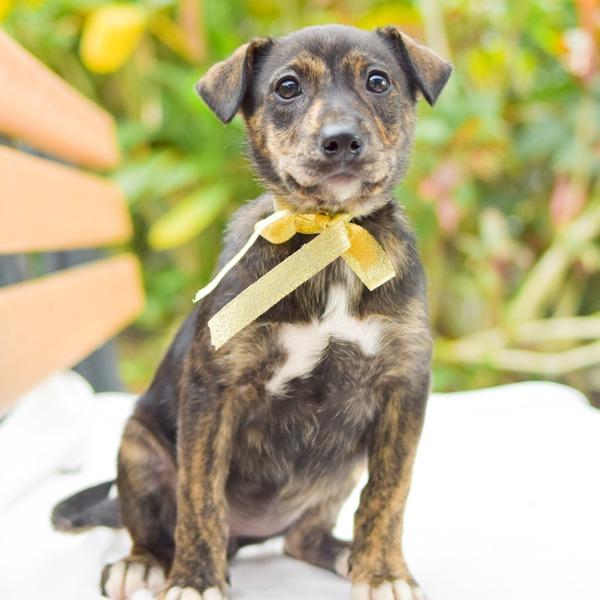 Enlarge Shania, a Adoptable mixed breed in Dublin, CA image 2/2