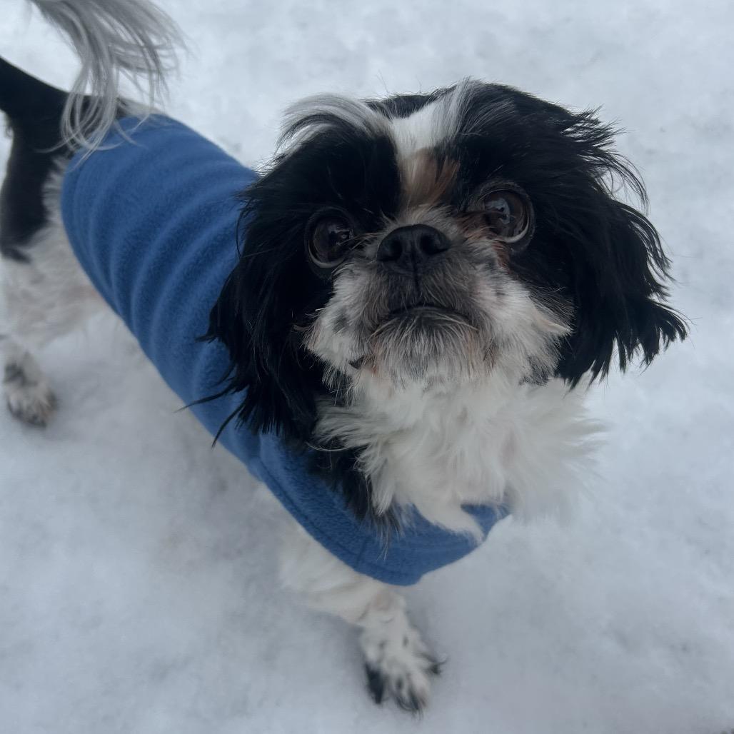 Enlarge Bobbi (Boy Boy), a Adoptable Shih Tzu in Bedford, NH image 1/6