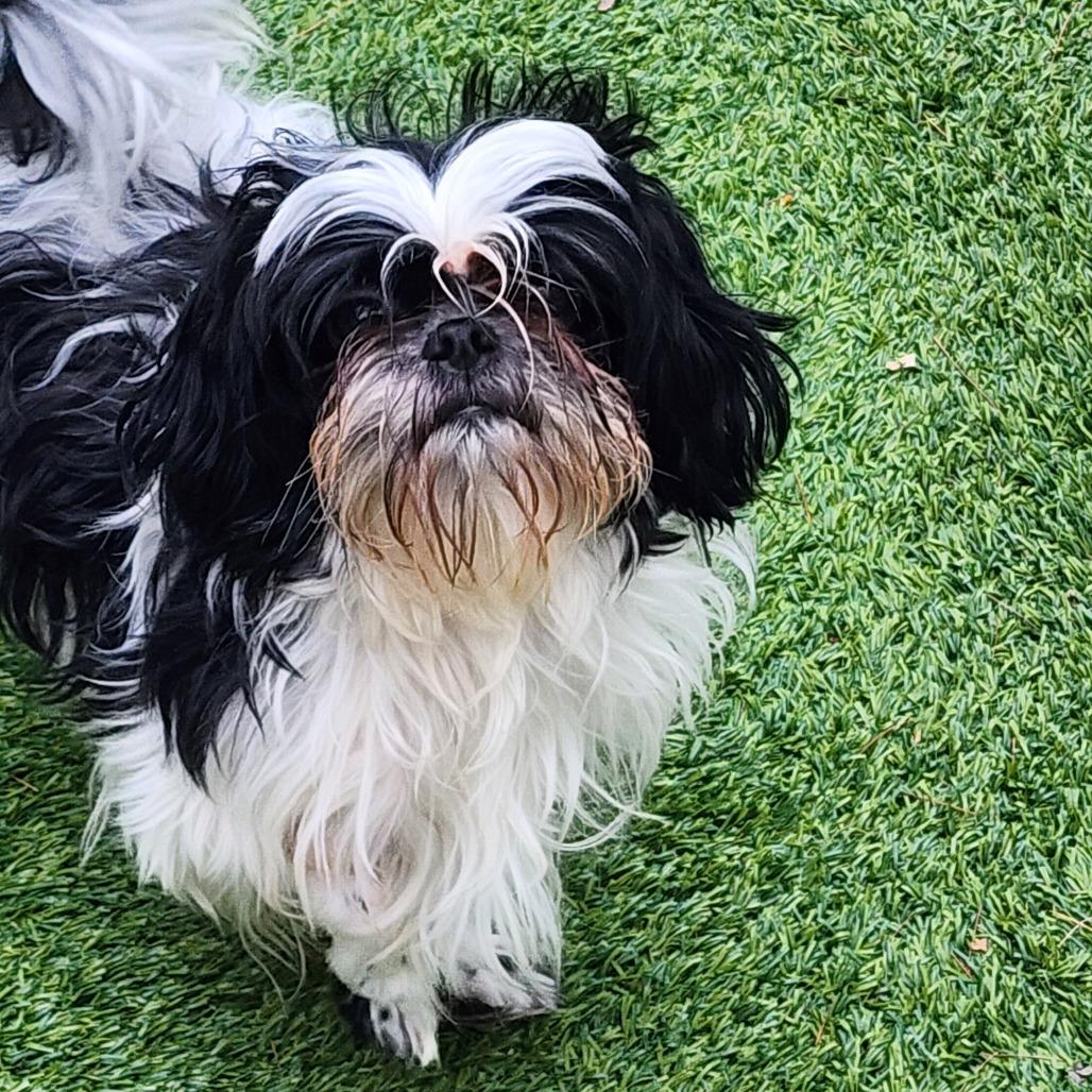 Enlarge Bobbi (Boy Boy), a Adoptable Shih Tzu in Bedford, NH image 2/6