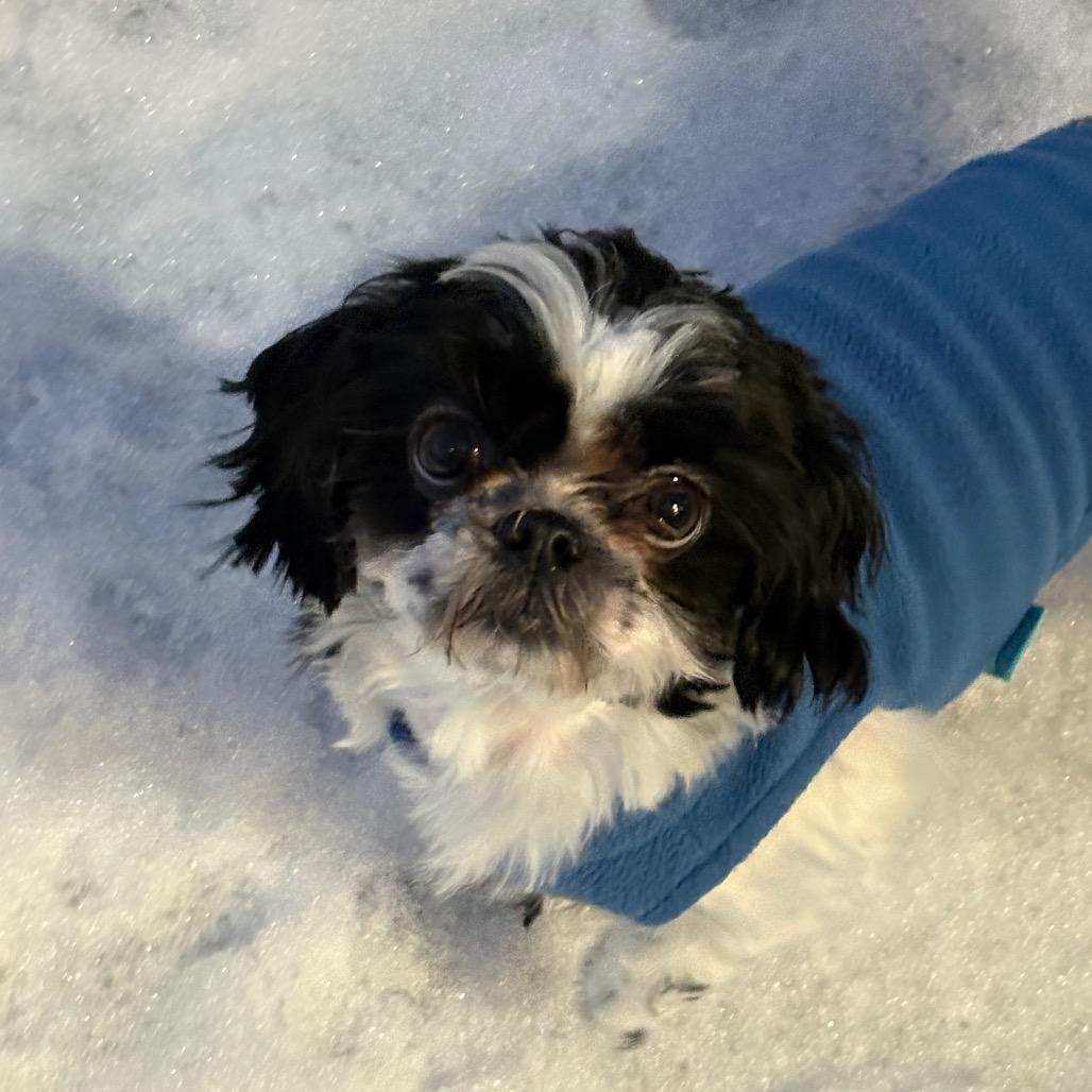 Enlarge Bobbi (Boy Boy), a Adoptable Shih Tzu in Bedford, NH image 3/6