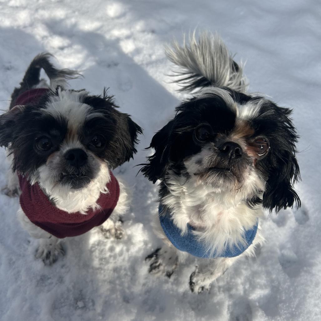 Enlarge Bobbi (Boy Boy), a Adoptable Shih Tzu in Bedford, NH image 4/6