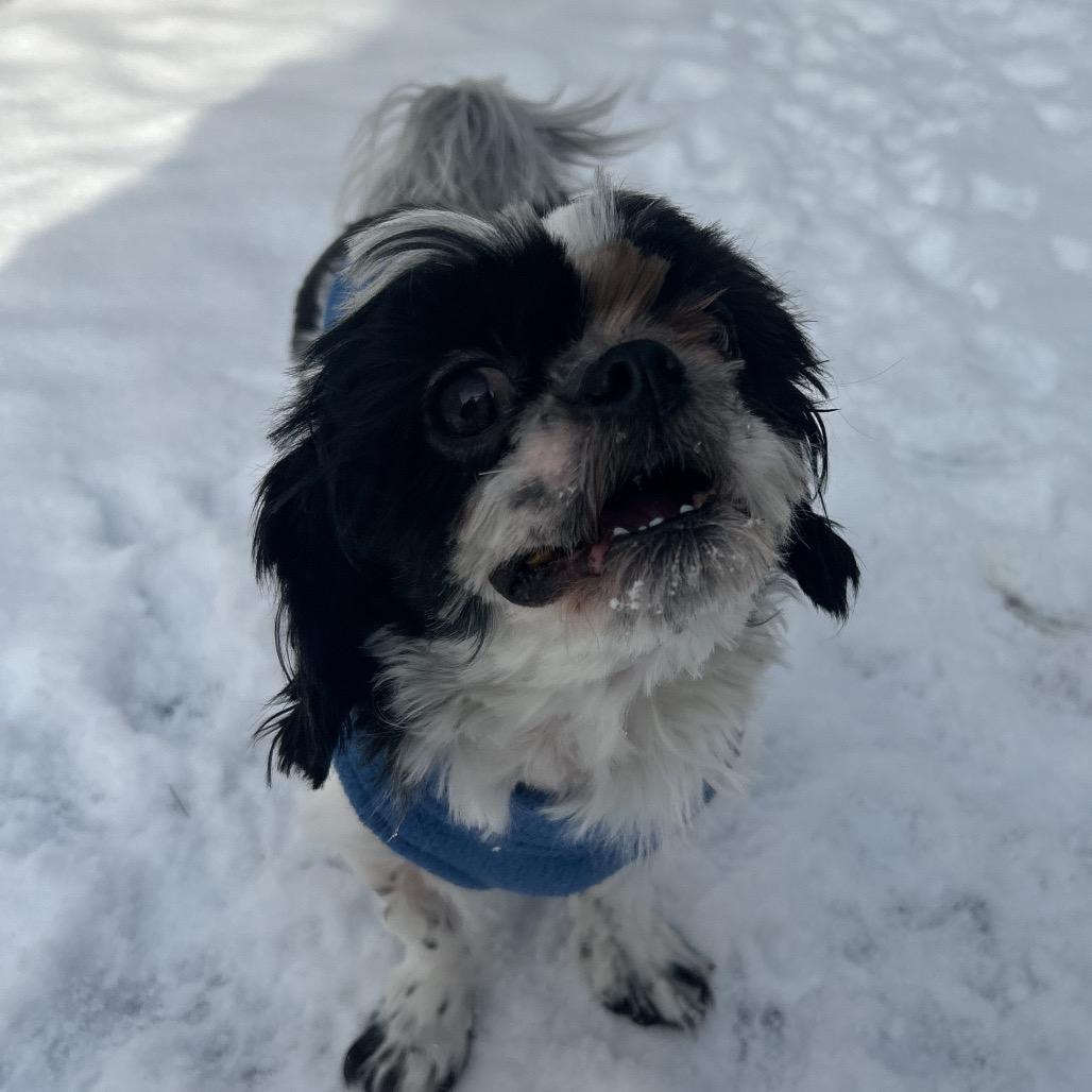 Enlarge Bobbi (Boy Boy), a Adoptable Shih Tzu in Bedford, NH image 5/6