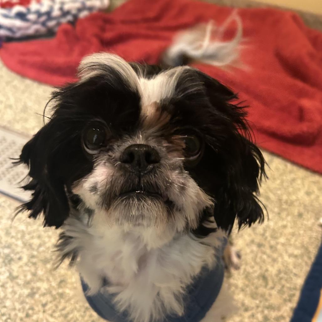 Enlarge Bobbi (Boy Boy), a Adoptable Shih Tzu in Bedford, NH image 6/6