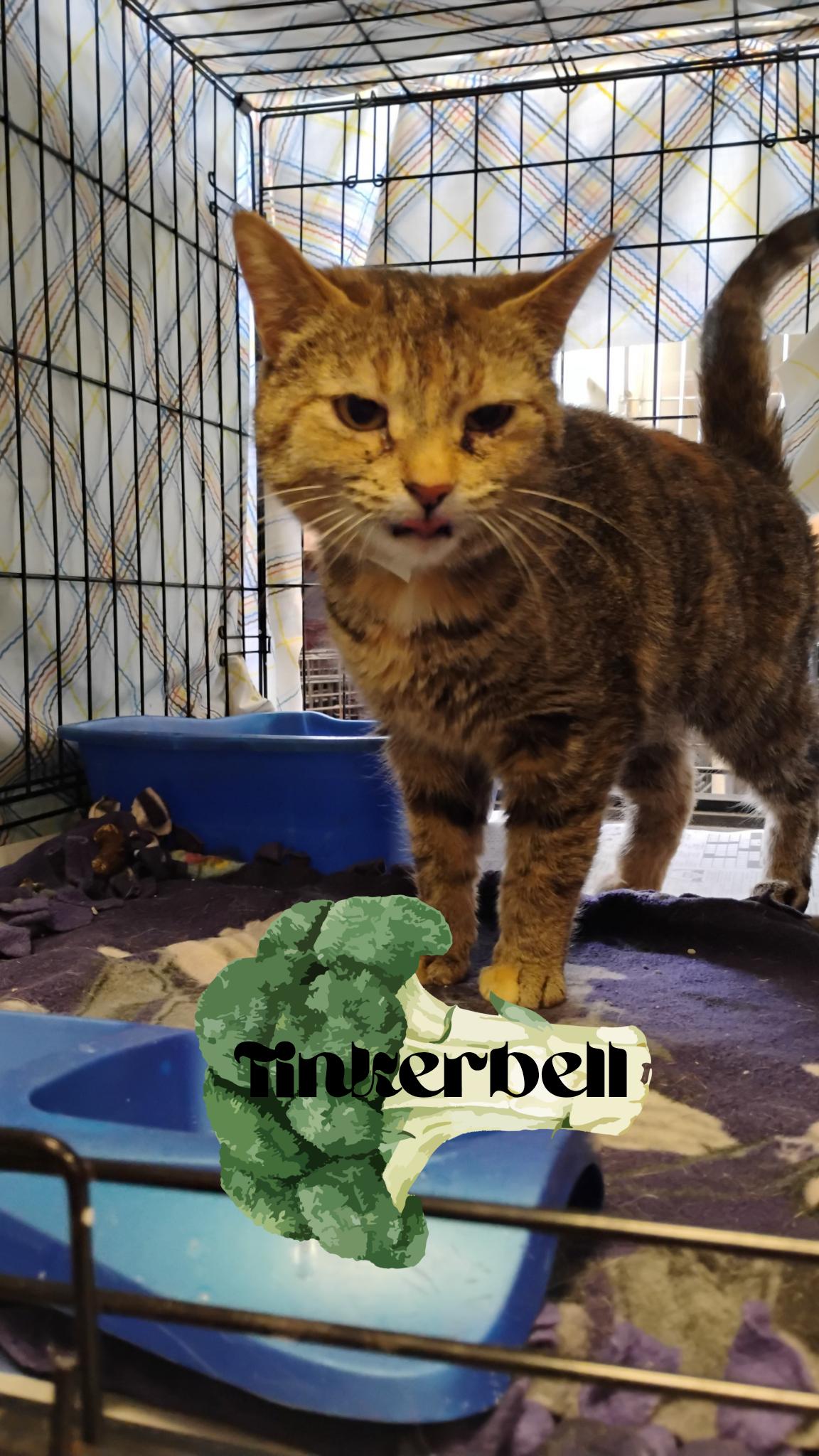 Tinkerbell, Adoptable, Adult Female Calico & Tabby.