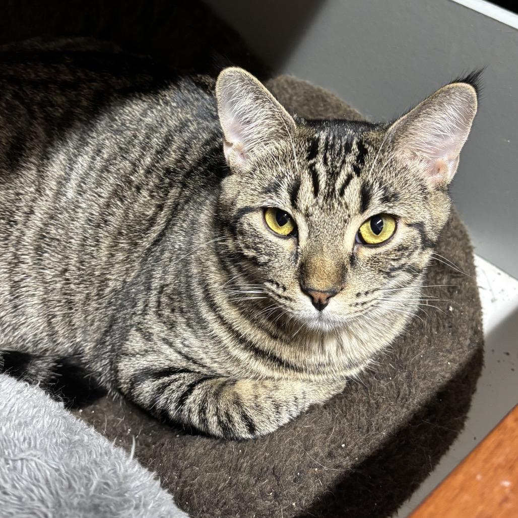 Cayenne, Adoptable, Young Female Domestic Short Hair.