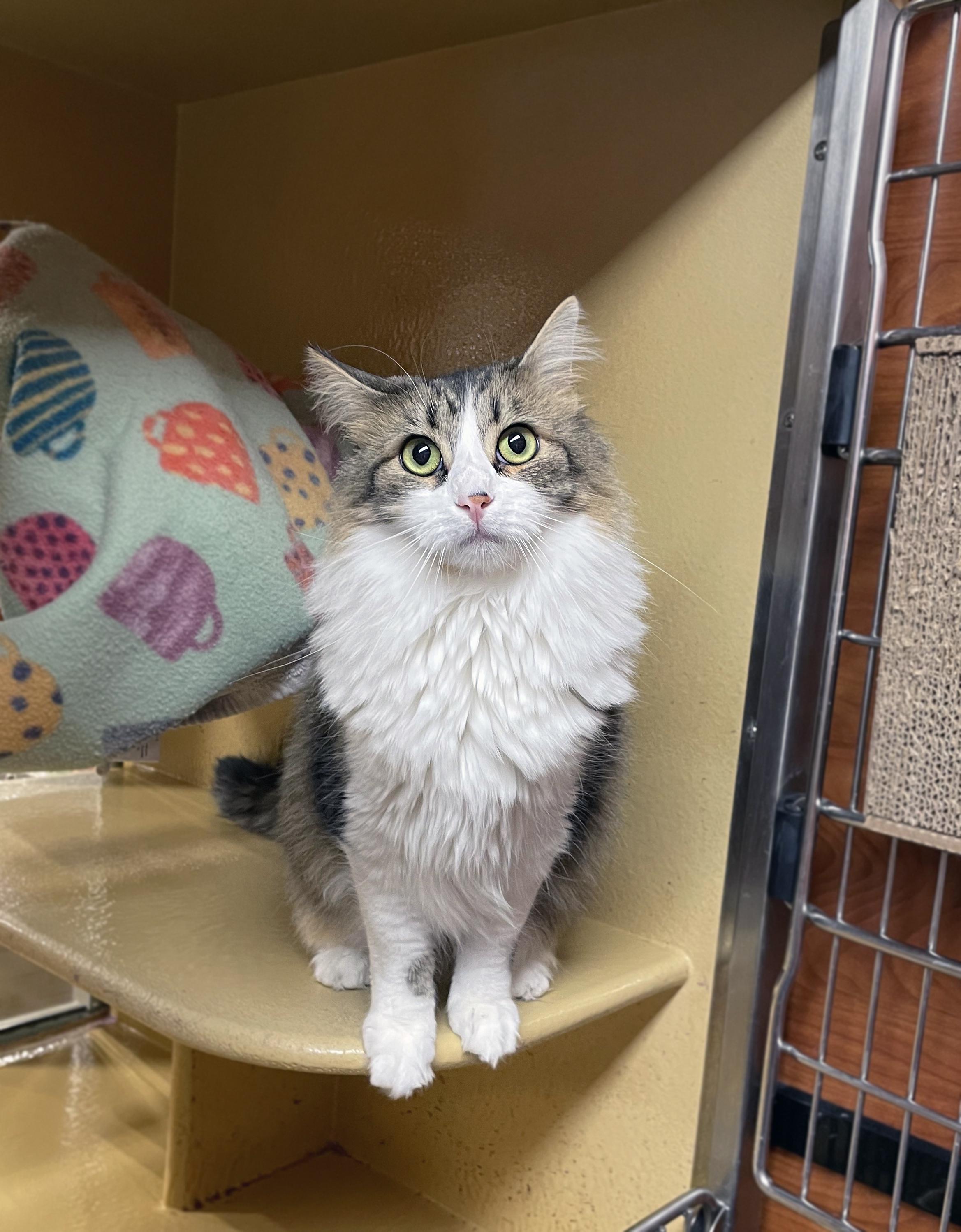 Enlarge Zoey, a ADOPTABLE Domestic Medium Hair in Centerville, UT image 3/4
