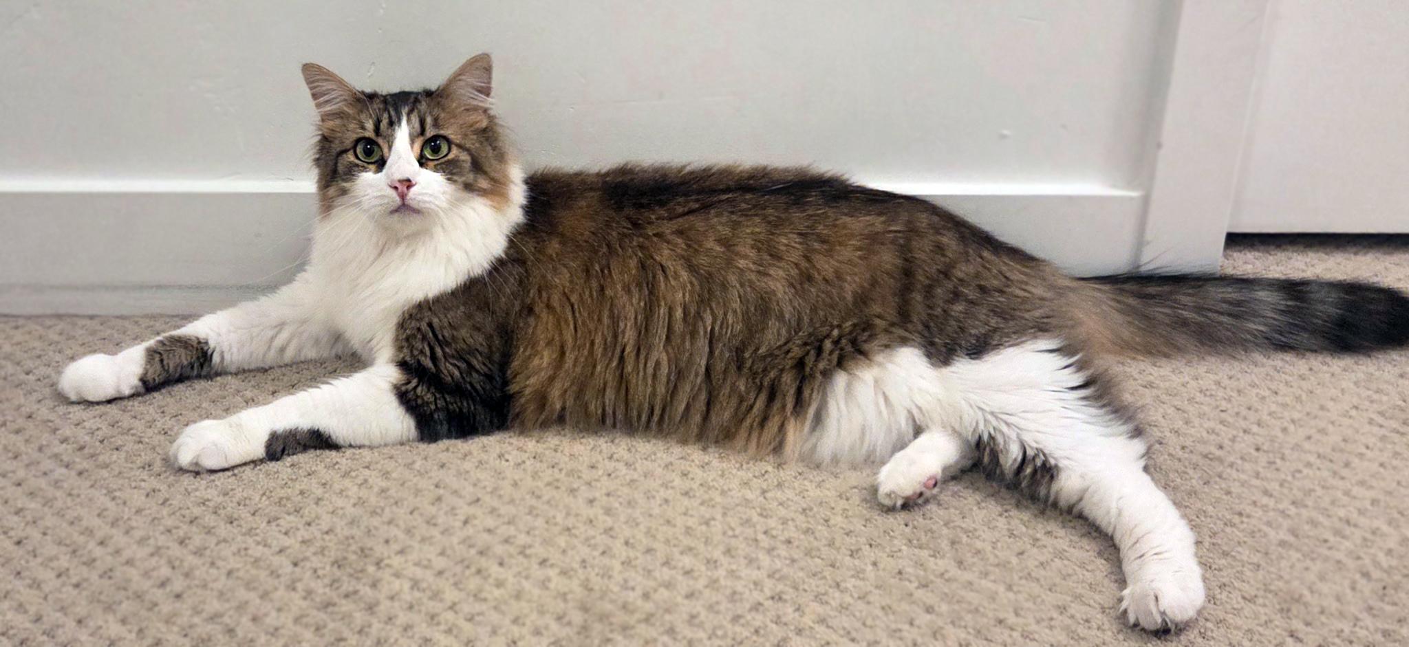 Enlarge Zoey, a ADOPTABLE Domestic Medium Hair in Centerville, UT image 2/4