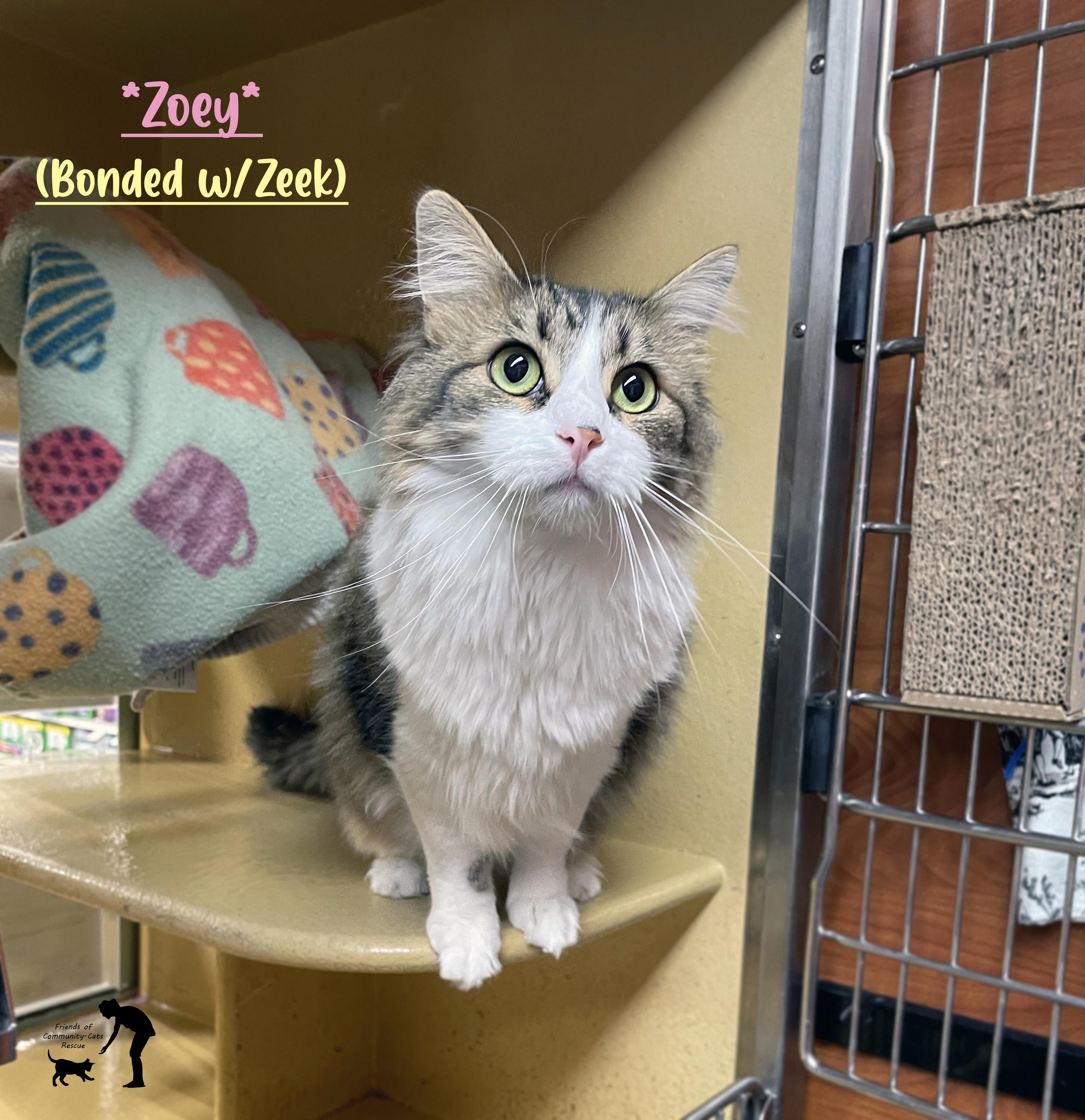 Enlarge Zoey, a ADOPTABLE Domestic Medium Hair in Centerville, UT image 1/4
