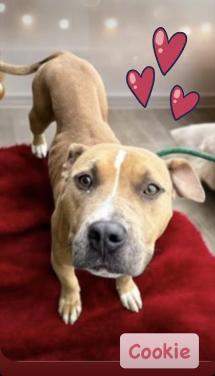 Cookie, Adoptable, Adult Female Mixed Breed.