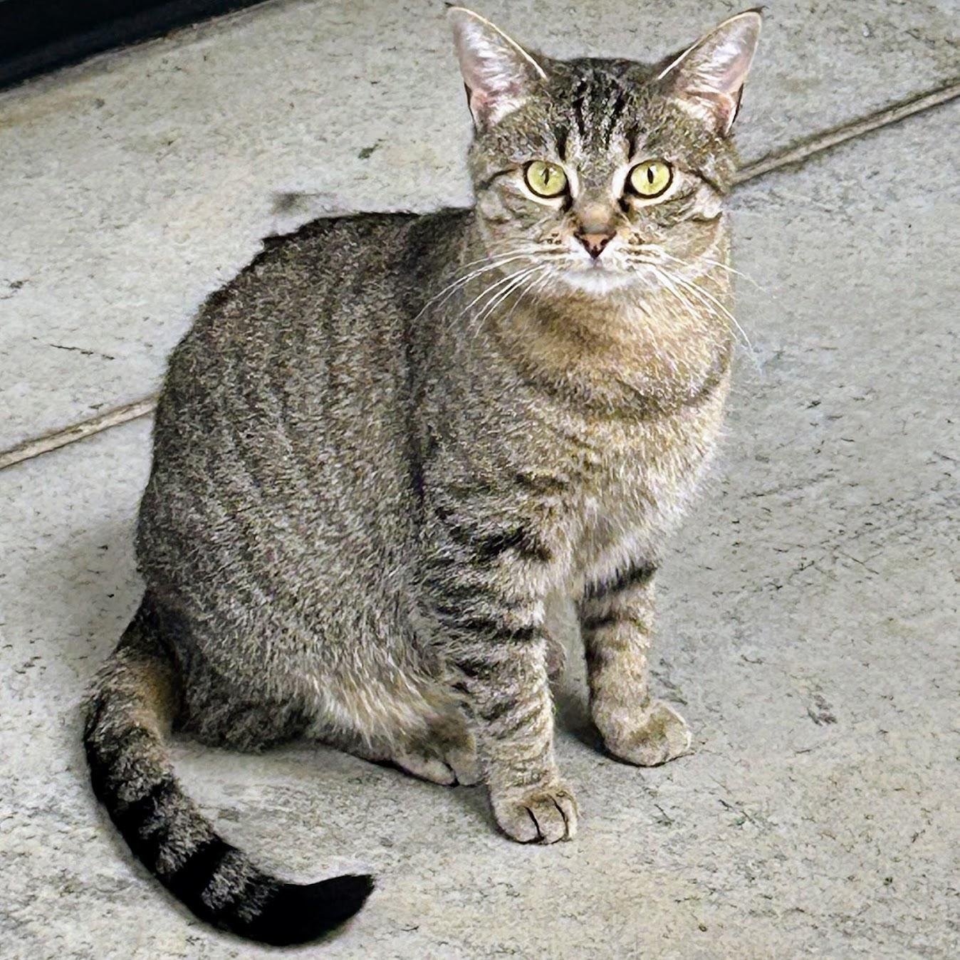 Enlarge Catnip, a Adoptable mixed breed in Norwood, OH image 1/1