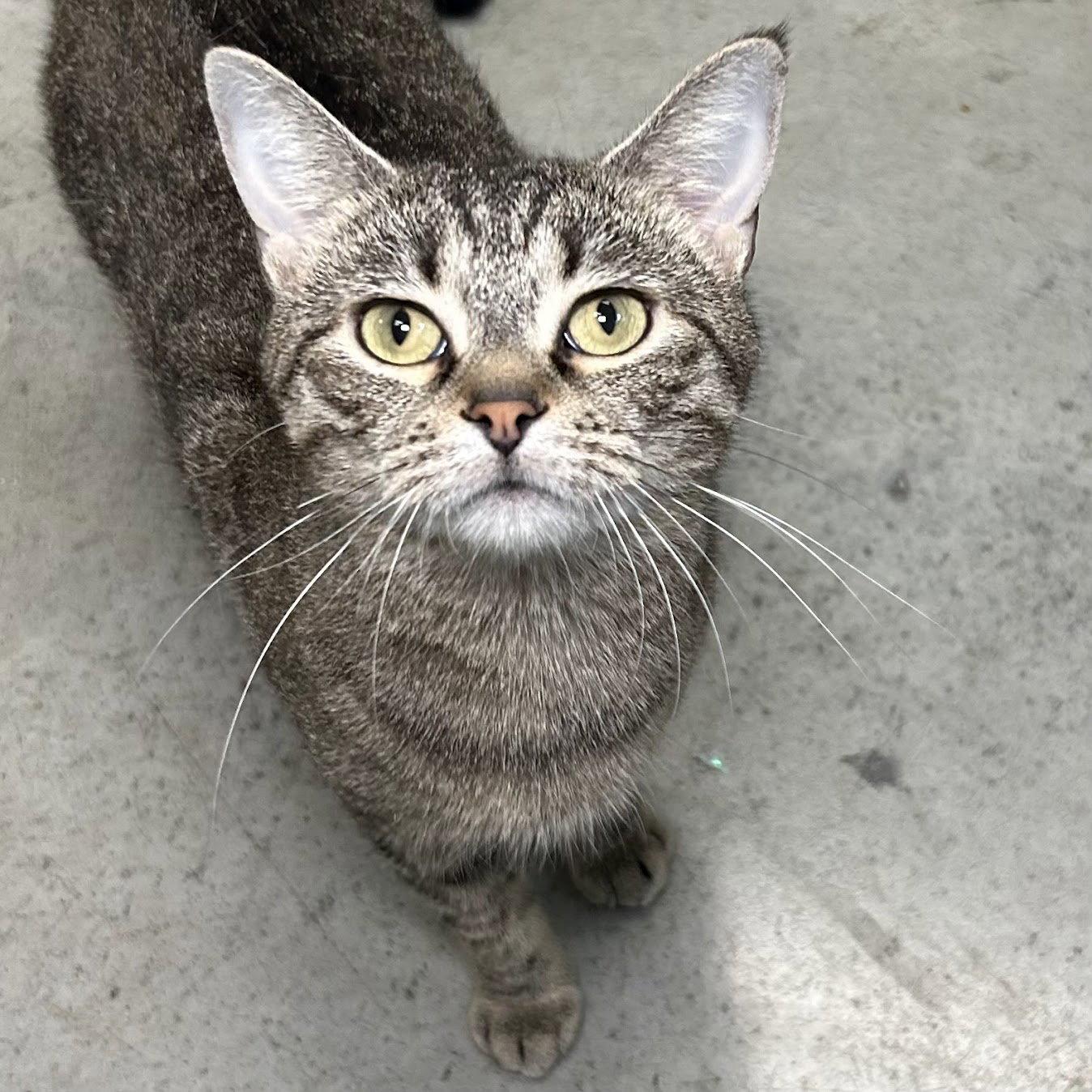 Catnip, a Adoptable mixed breed in Norwood, OH image 2/3
