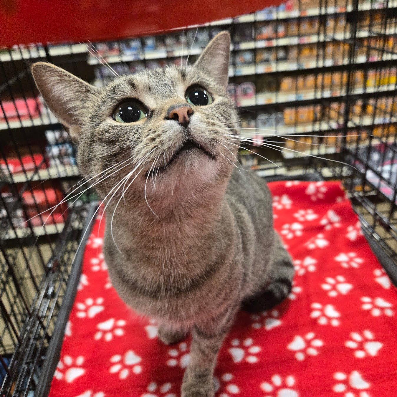 Catnip, a Adoptable mixed breed in Norwood, OH image 3/3