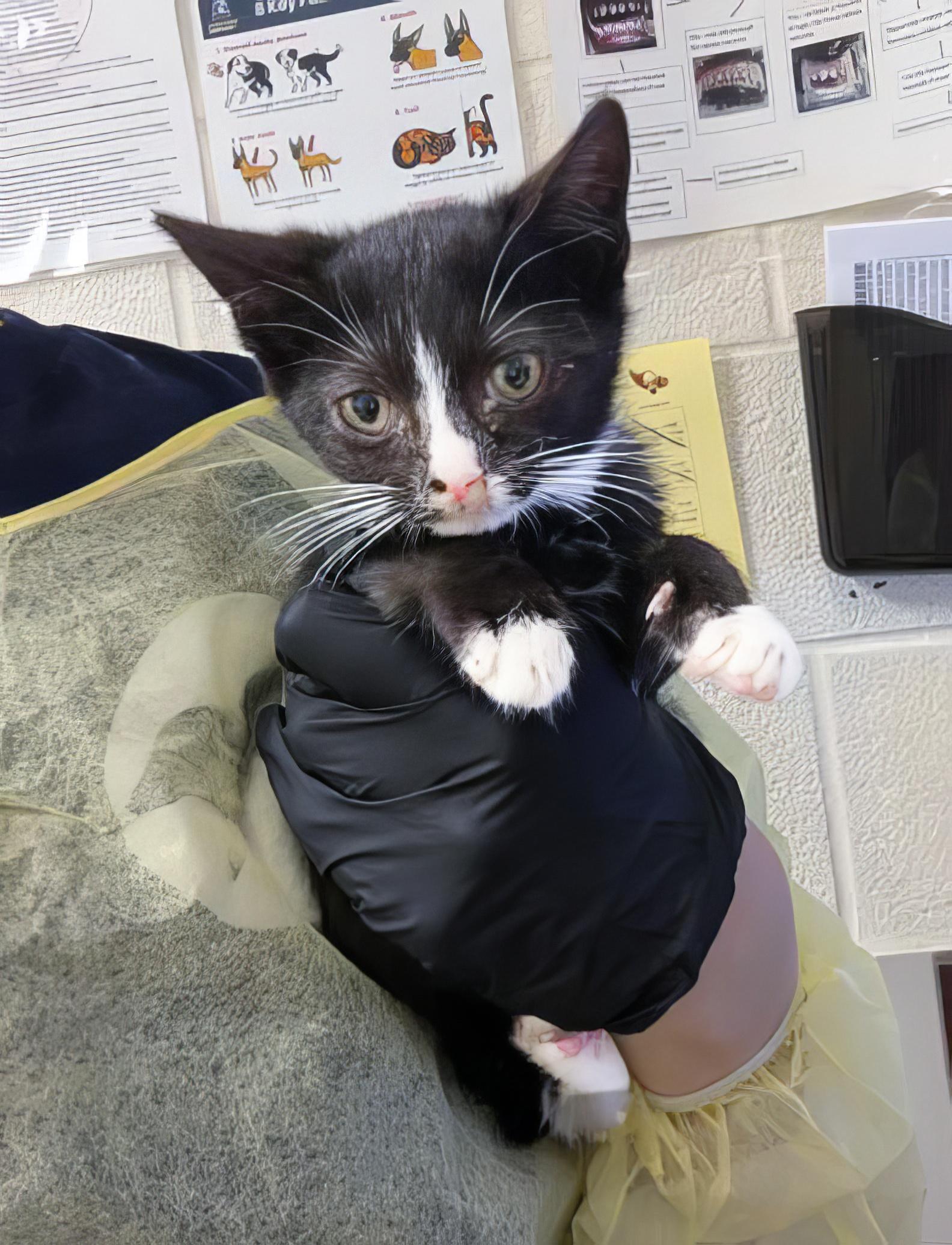 Photo of Baby Male Domestic Short Hair Black & White / Tuxedo