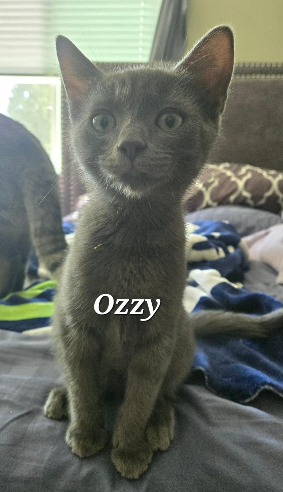 Enlarge Otis and Ozzy, a ADOPTABLE Domestic Medium Hair in Vancouver, BC image 2/2