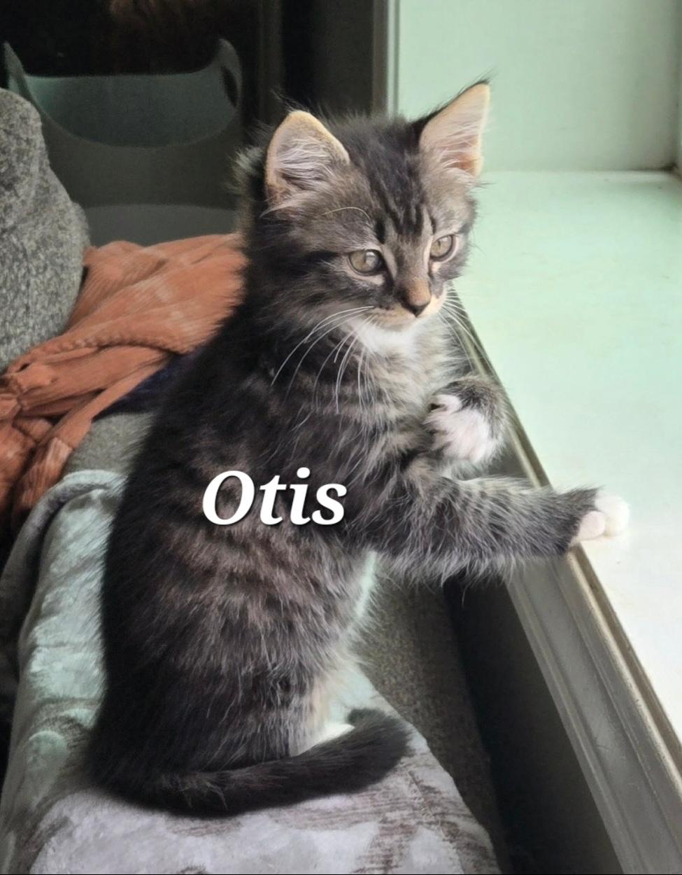 Otis and Ozzy, ADOPTABLE, Kitten Male Domestic Medium Hair.