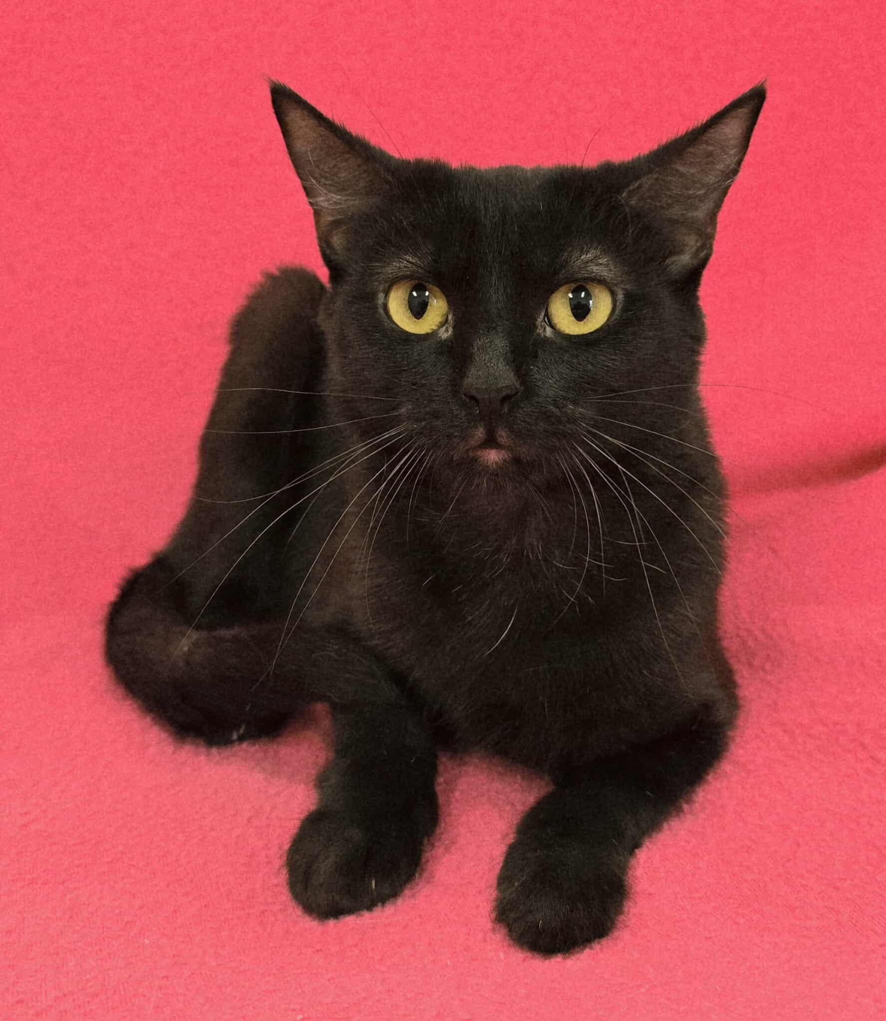 Enlarge Candie, a Adoptable mixed breed in Frankfort, IN image 1/4