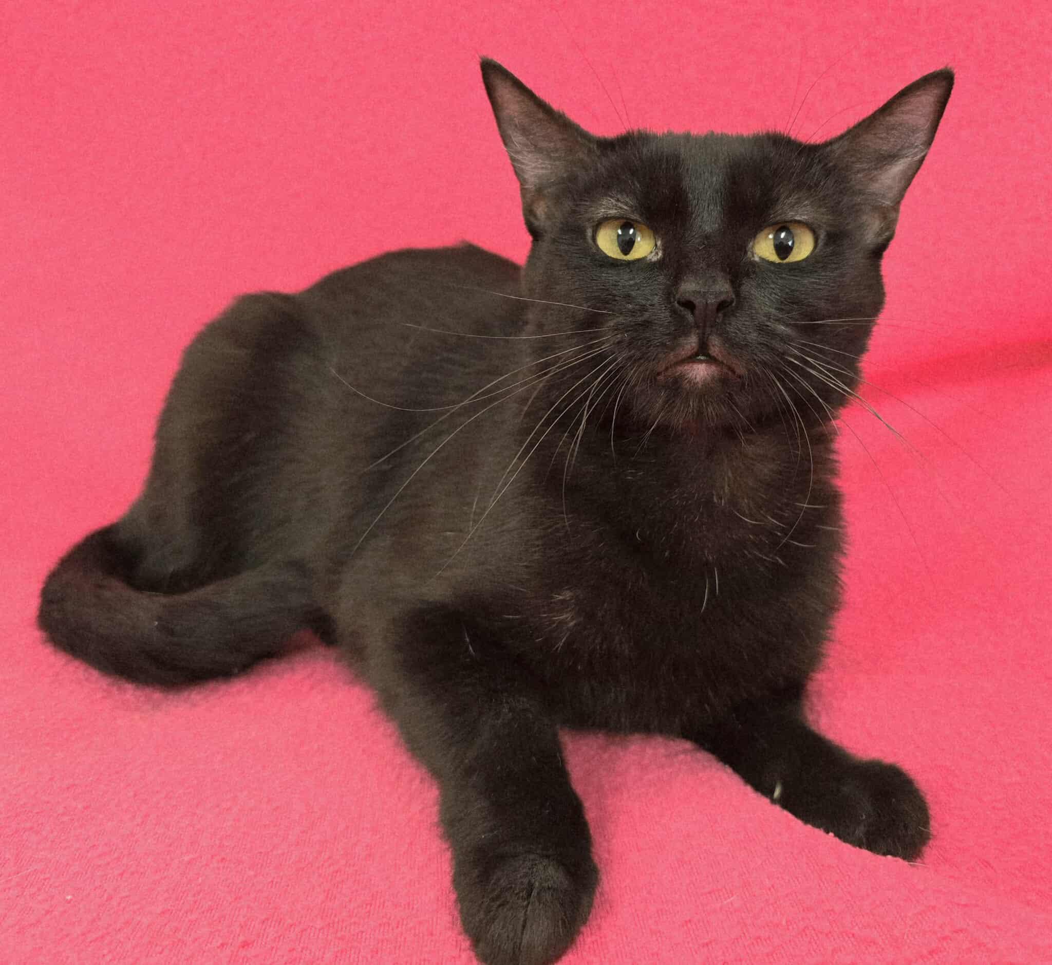 Enlarge Candie, a Adoptable mixed breed in Frankfort, IN image 2/4