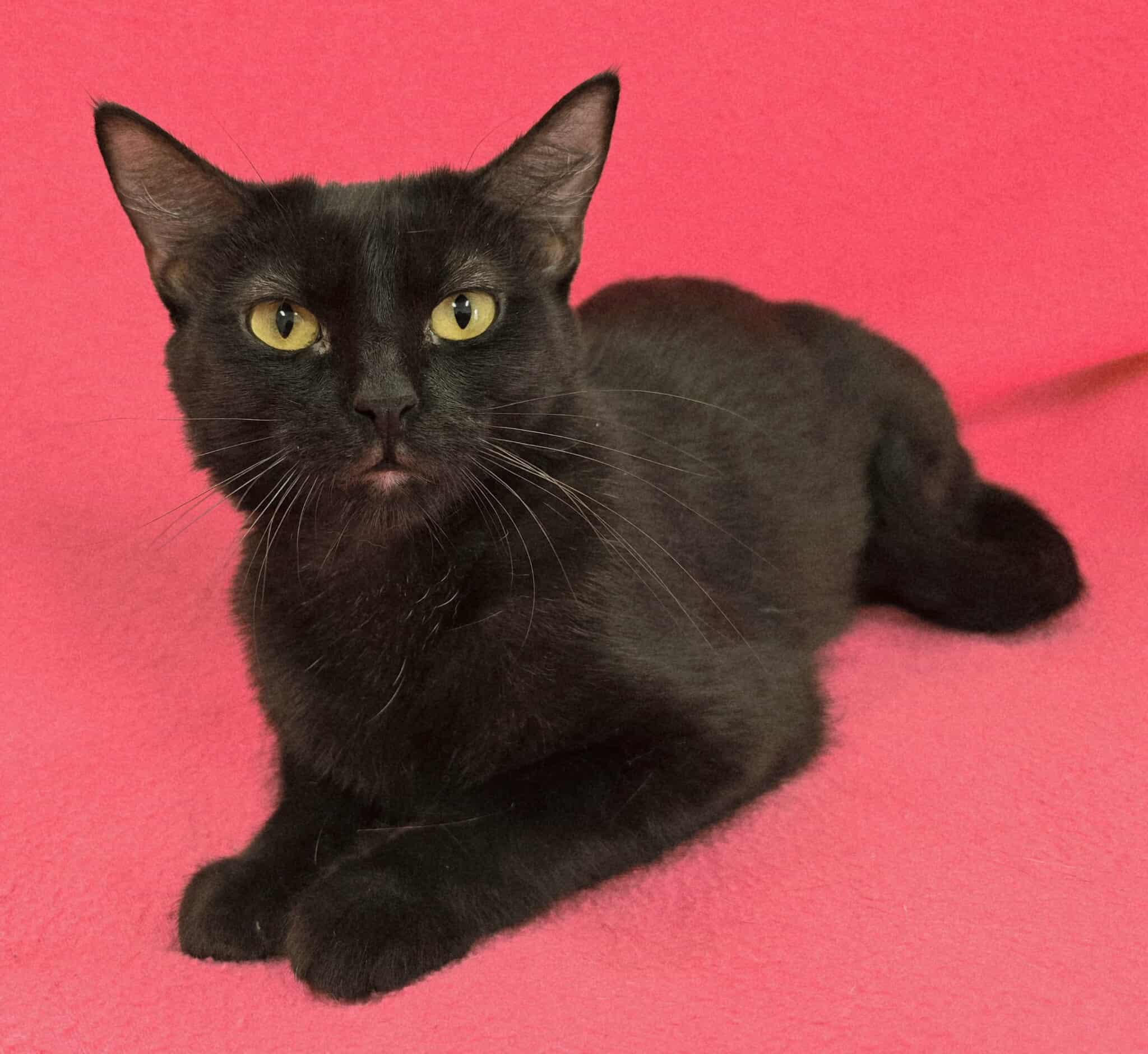 Enlarge Candie, a Adoptable mixed breed in Frankfort, IN image 3/4