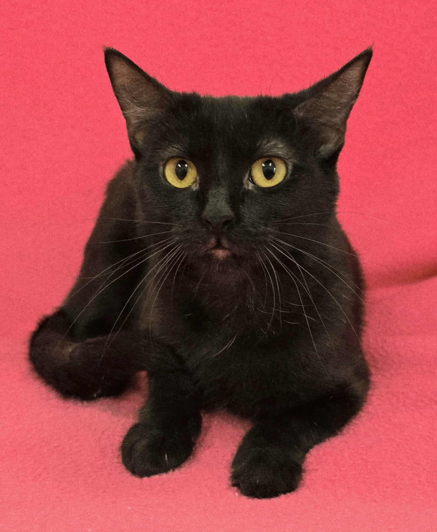 Enlarge Candie, a Adoptable mixed breed in Frankfort, IN image 4/4