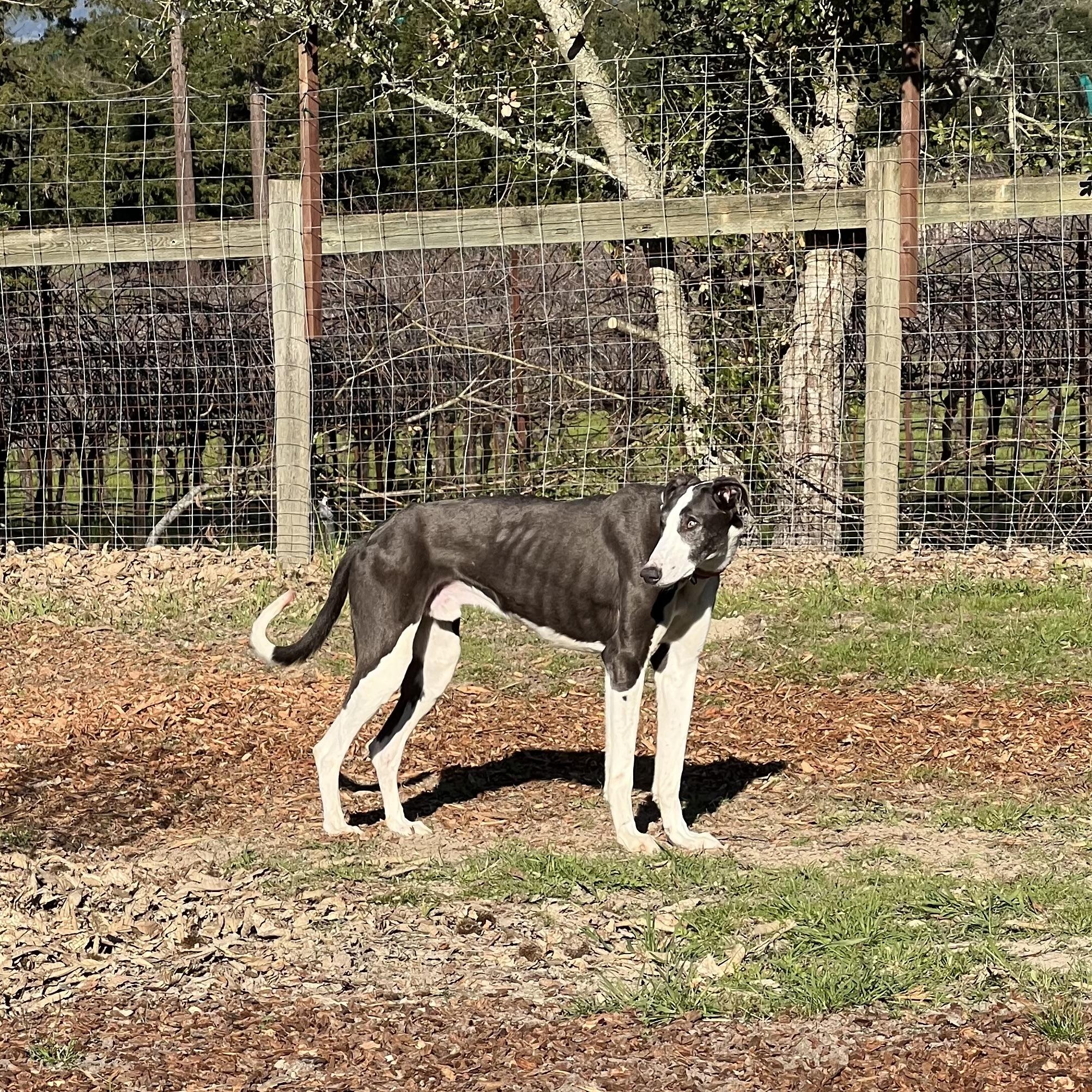 Takoda, Adopted, Adult Male Greyhound & Irish Wolfhound.