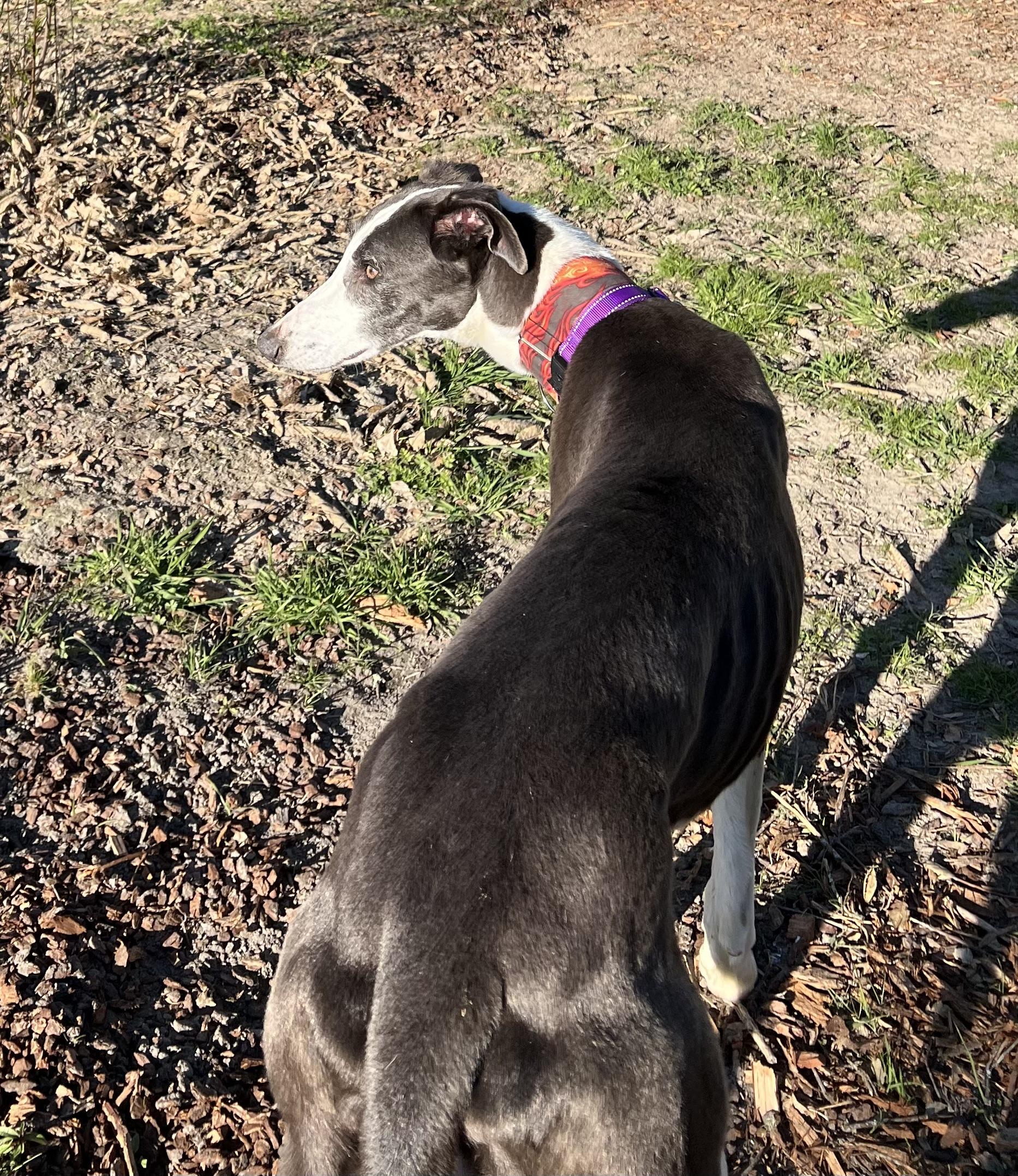 Takoda, a Adopted mixed breed in Santa Rosa, CA image 2/3