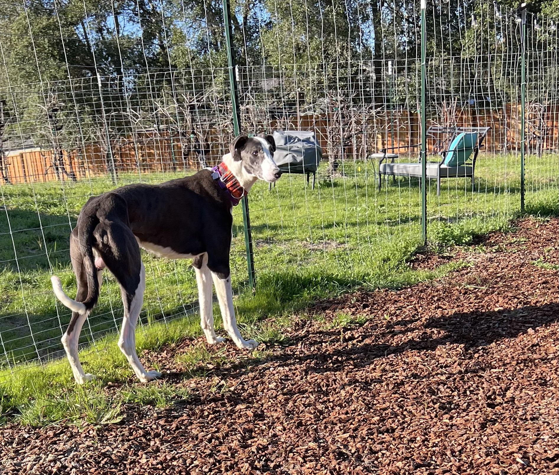 Takoda, a Adopted mixed breed in Santa Rosa, CA image 3/3