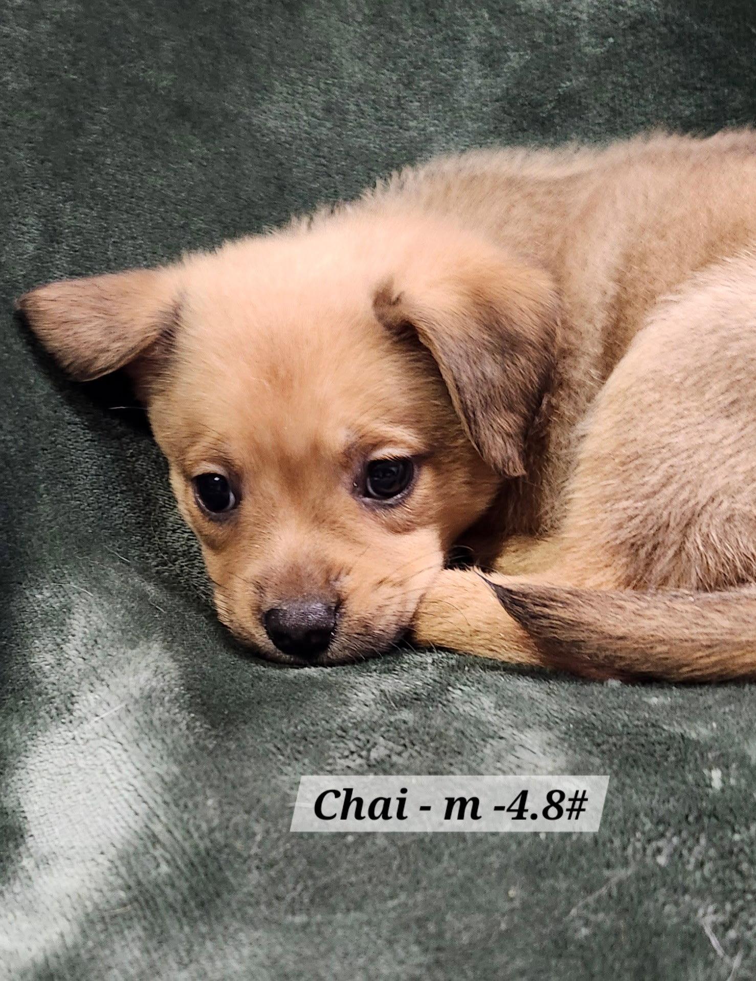 Chai, a Adoptable Terrier in Hillside, IL image 1/2