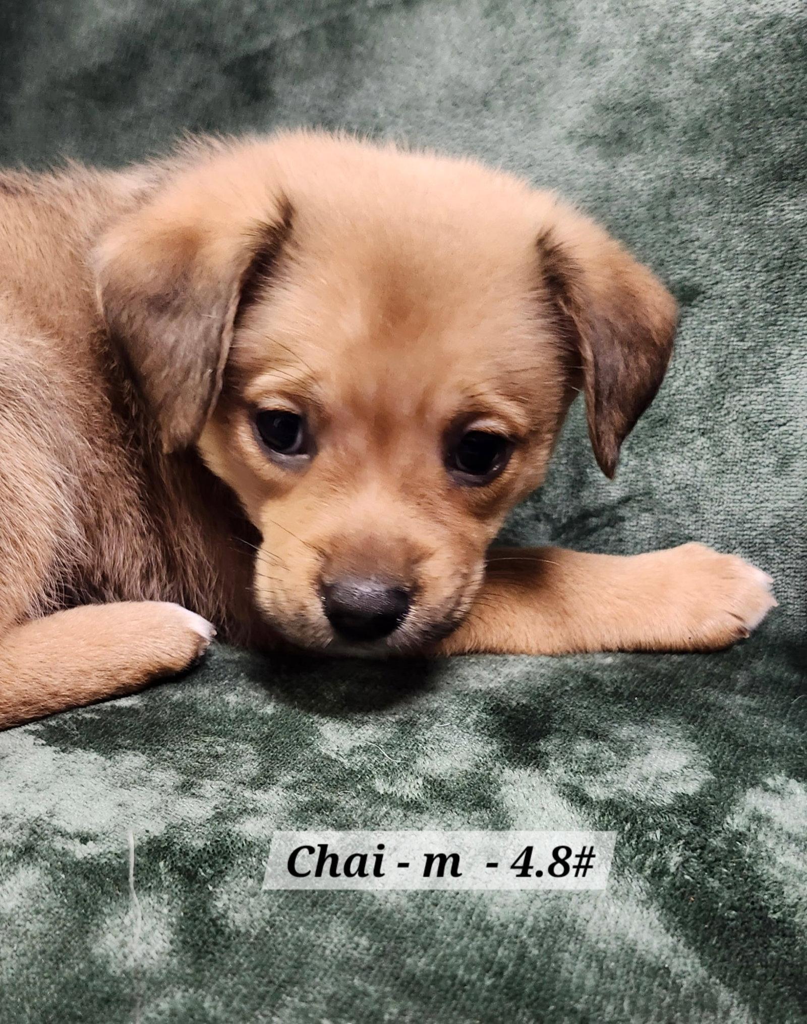 Chai, a Adoptable Terrier in Hillside, IL image 2/2