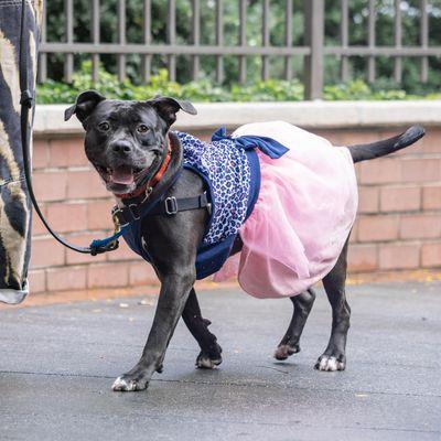 Bridget, Adoptable, Adult Female Mixed Breed.