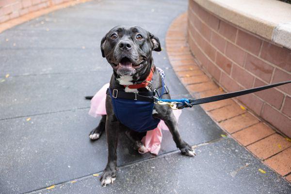 Bridget, a Adoptable Mixed Breed image 2/3