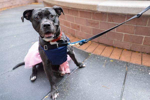 Enlarge Bridget, a Adoptable Mixed Breed in New York, NY image 1/3