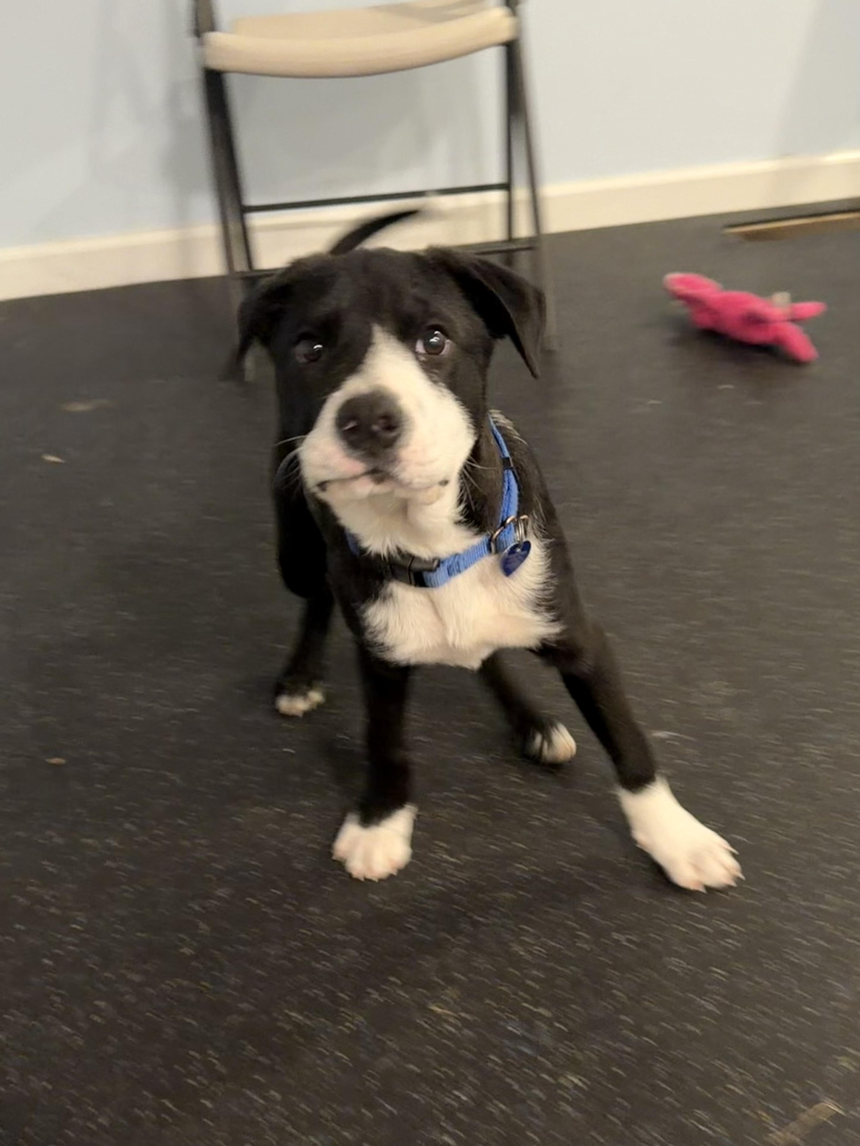 Enlarge Rum, an adoptable mixed breed in Uxbridge, MA image 1/2