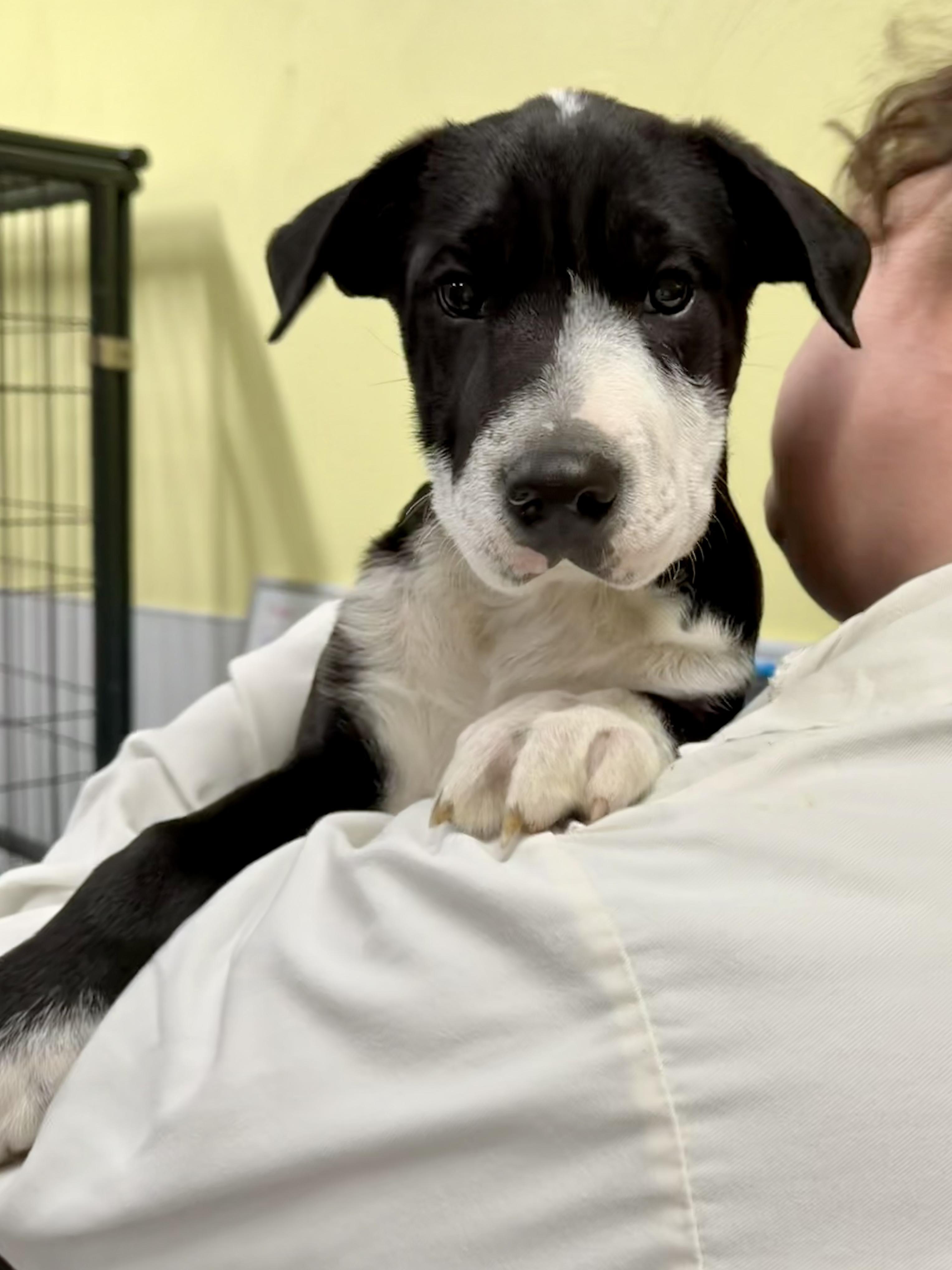 Enlarge Rum, a ADOPTABLE mixed breed in Uxbridge, MA image 1/1