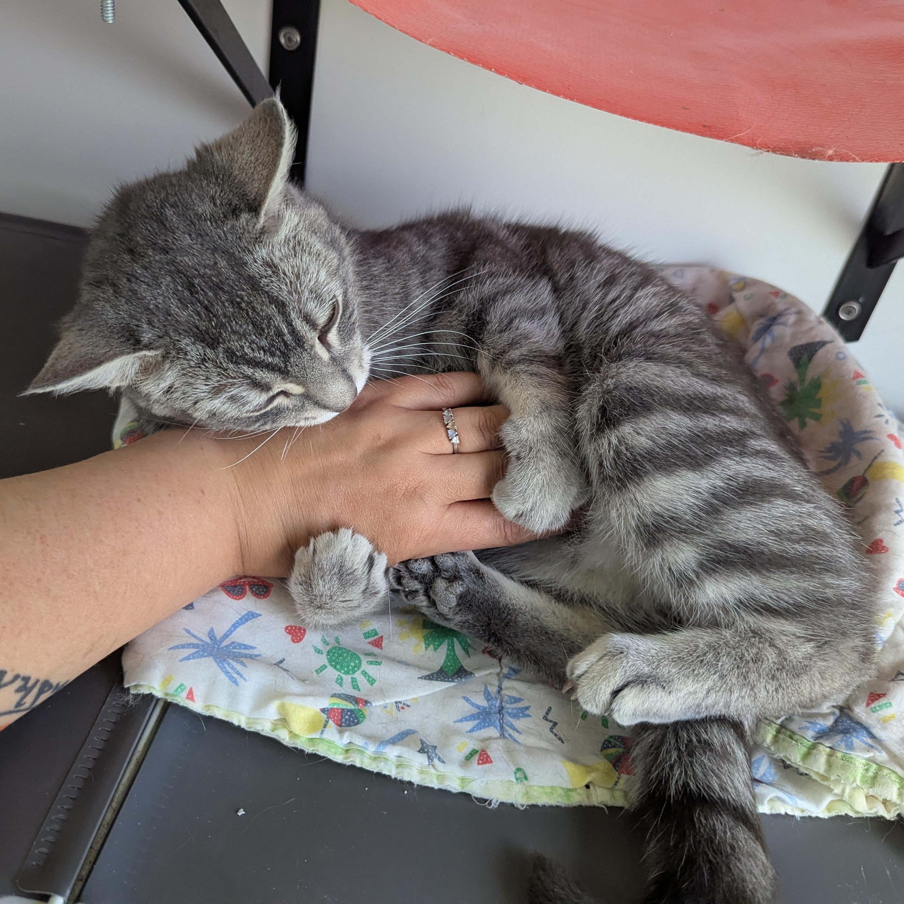 Big Tom, an adopted Domestic Short Hair in Morden, MB image 3/5