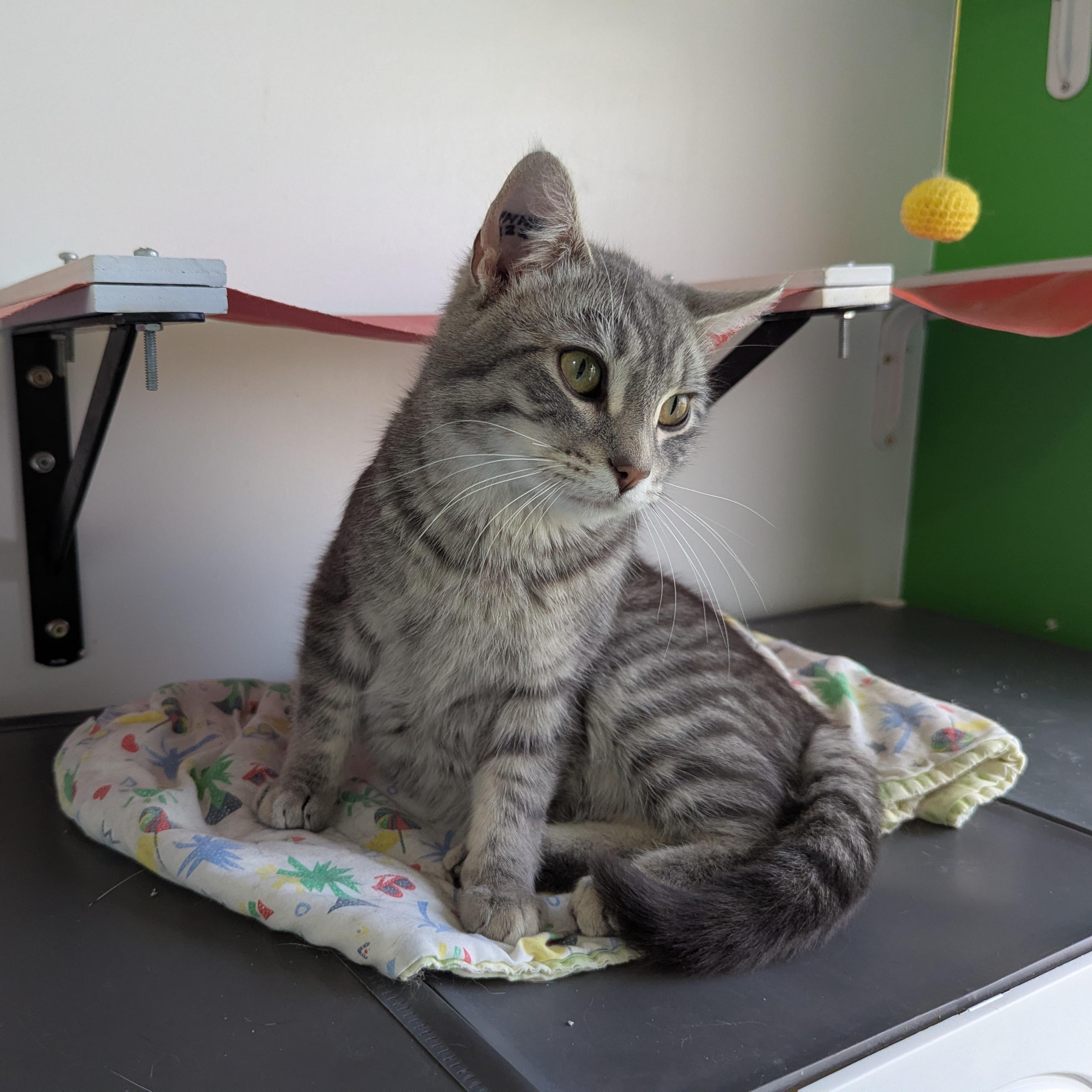 Big Tom, an adopted Domestic Short Hair in Morden, MB image 5/5