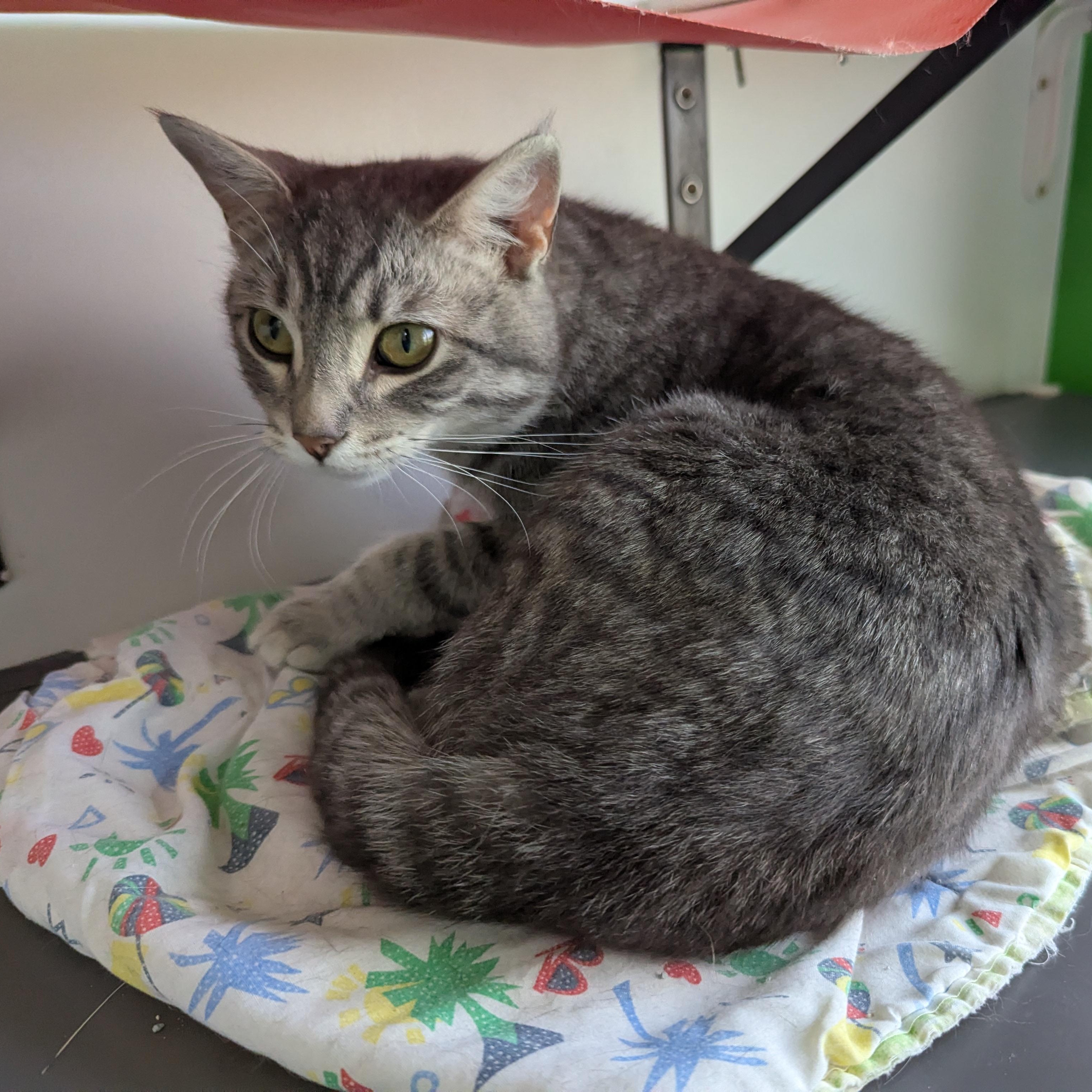 Big Tom, an adopted Domestic Short Hair in Morden, MB image 2/5